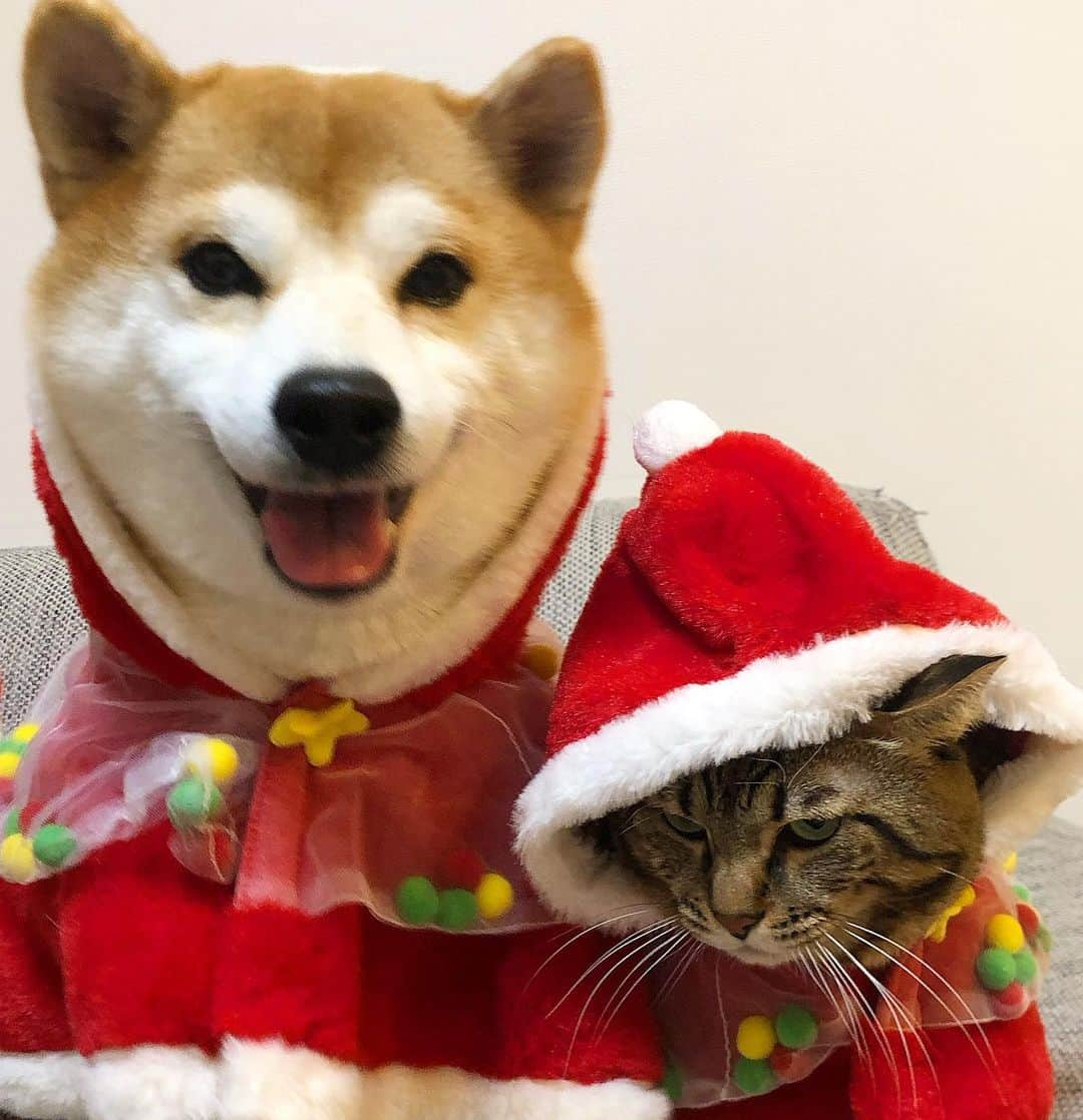 ゆうとろ（柴犬ゆうと猫のとろ）さんのインスタグラム写真 - (ゆうとろ（柴犬ゆうと猫のとろ）Instagram)「. Merry Xmas🎅 Yu🐶Toro🐱 . #メリクリ #とろ怒ってないからね😂 #テンションの高低差 #ゆうとろコスプレ」12月25日 20時29分 - yuandtoro