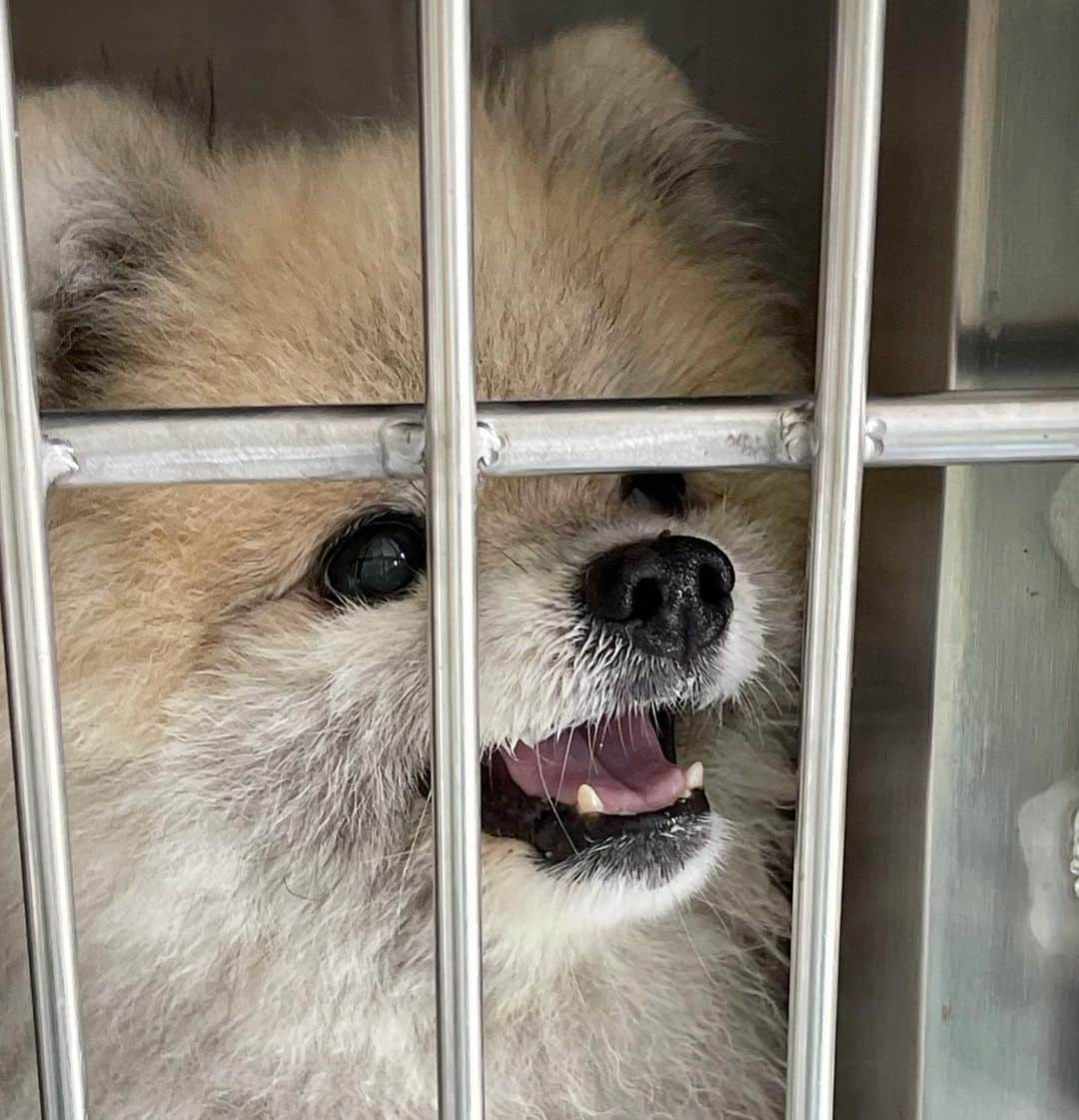 Ella Chuffyさんのインスタグラム写真 - (Ella ChuffyInstagram)「Still at the hospital but luckily, he’ll be home during this New Year!! 🥰  Chuffy’s lung looks a lot better and now he can live outside oxygen chamber a few hour. He might have to wait for a few day to be more stable and can go home to celebrate new year with us 🧡🐶 #smilingpup . . . . . . . . . . #ellachuffy #pet #petstagram #pomeranianpage #dog_features #pomeraniansofinstagram #dogsofinstaworld #小狐狸 #cutedogs #pomeranian_lovers #pomeranianlife #pomeranianworld #teddybeardog #pomeranian #dogsofinstaworld #aplacetolovedogs #dogoftheday #justpomeranians #fluffypack #dogoftheday #anmlsposts #thedailypompom #picoftheday #iflmdog #犬 #狗 #everydaydoglover  #pomeranianww #justpomeranians @justpomeranian @tinnypaws @pomofig」12月25日 20時38分 - missdiad