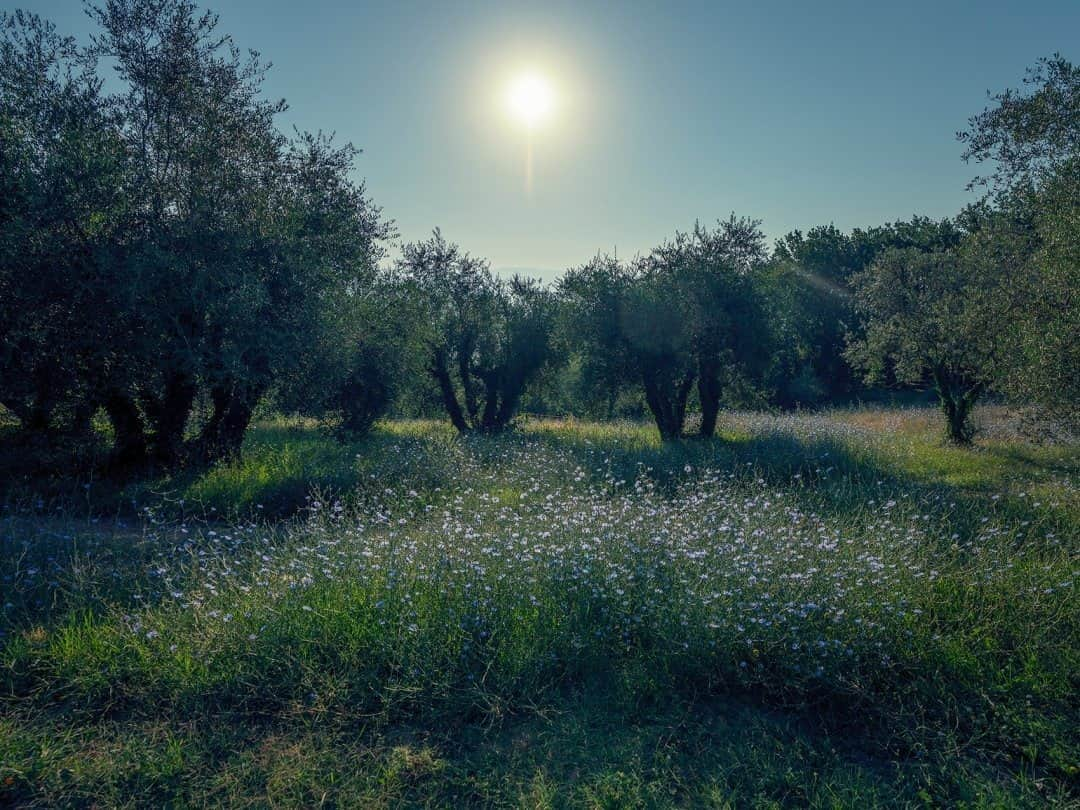 National Geographic Travelさんのインスタグラム写真 - (National Geographic TravelInstagram)「Photo by @andrea_frazzetta / An olive grove covers the Chianti countryside. Chianti is a hilly region of Tuscany famous for its landscapes and its wine. It is one of the most beautiful places to come back to for me, with a magical harmony of beauty and culture. To see more photos from my travels, follow me @andrea_frazzetta. #Italy #Tuscany」12月25日 20時38分 - natgeotravel