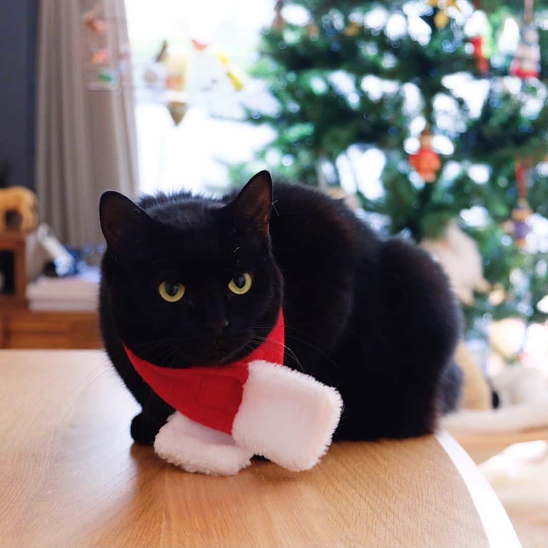 ギネス & ピムスさんのインスタグラム写真 - (ギネス & ピムスInstagram)「25/12/2020 Happy Friday! ・ Happy Christmas! Wishing you a very merry Christmas 🎅 ・ Lots of love, Guinness, Pimms and Nagi ・ ・ メリークリスマス！ 今朝凪ねこのところにも 無事サンタは来たようで、 朝から大喜びでした🎅 （後でストーリーあげる予定です！） それでは皆さま 引き続き 素敵なクリスマスをお過ごし下さい♫ ・ ・ #ギネピムと凪くん  #2yearsold #2歳 #2歳0ヶ月 #babyboy #男の子ベビー #赤ちゃんのいる生活 #赤ちゃんのいる暮らし #赤ちゃんと猫 #猫と赤ちゃん」12月25日 20時51分 - rina_takei