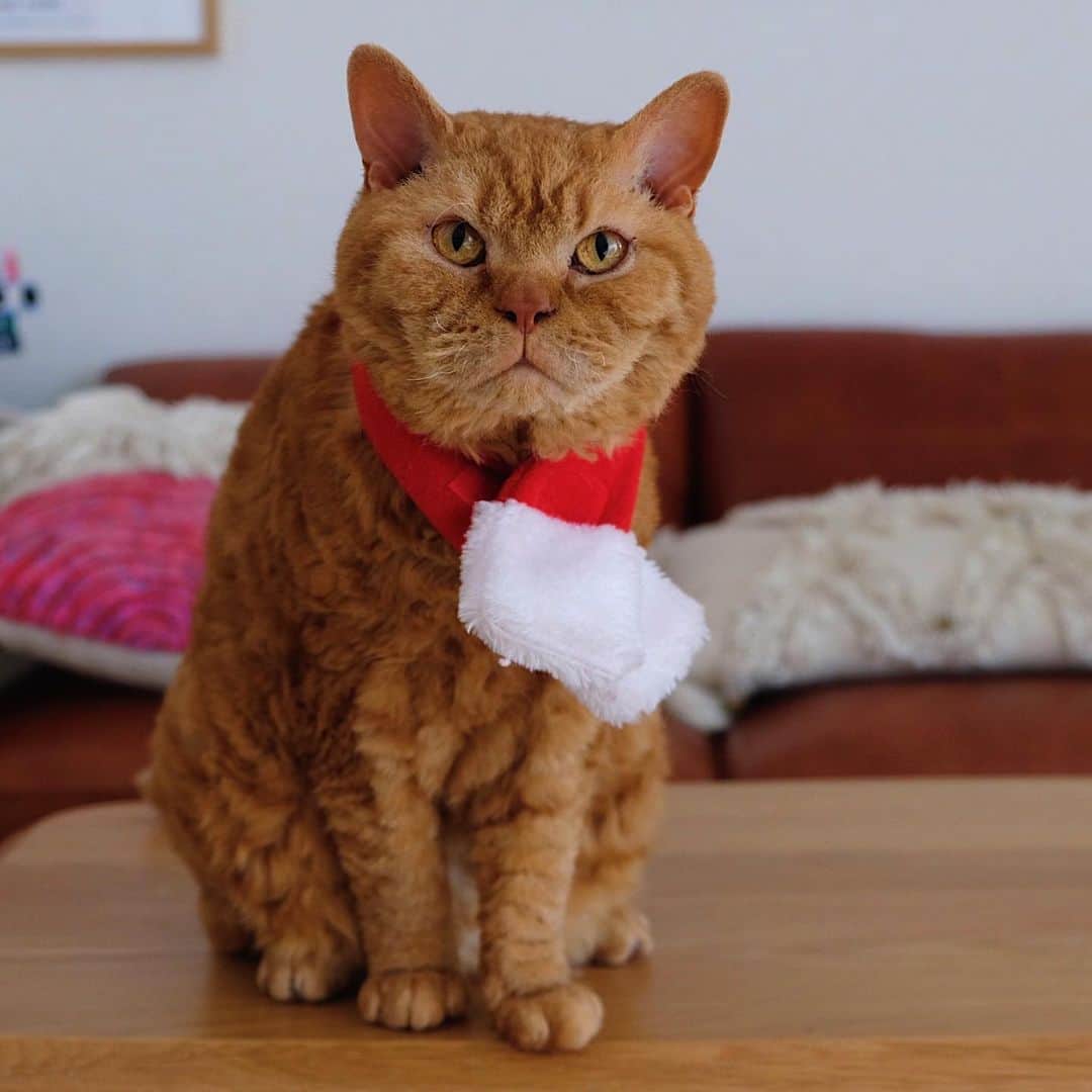 ギネス & ピムスさんのインスタグラム写真 - (ギネス & ピムスInstagram)「25/12/2020 Happy Friday! ・ Happy Christmas! Wishing you a very merry Christmas 🎅 ・ Lots of love, Guinness, Pimms and Nagi ・ ・ メリークリスマス！ 今朝凪ねこのところにも 無事サンタは来たようで、 朝から大喜びでした🎅 （後でストーリーあげる予定です！） それでは皆さま 引き続き 素敵なクリスマスをお過ごし下さい♫ ・ ・ #ギネピムと凪くん  #2yearsold #2歳 #2歳0ヶ月 #babyboy #男の子ベビー #赤ちゃんのいる生活 #赤ちゃんのいる暮らし #赤ちゃんと猫 #猫と赤ちゃん」12月25日 20時51分 - rina_takei