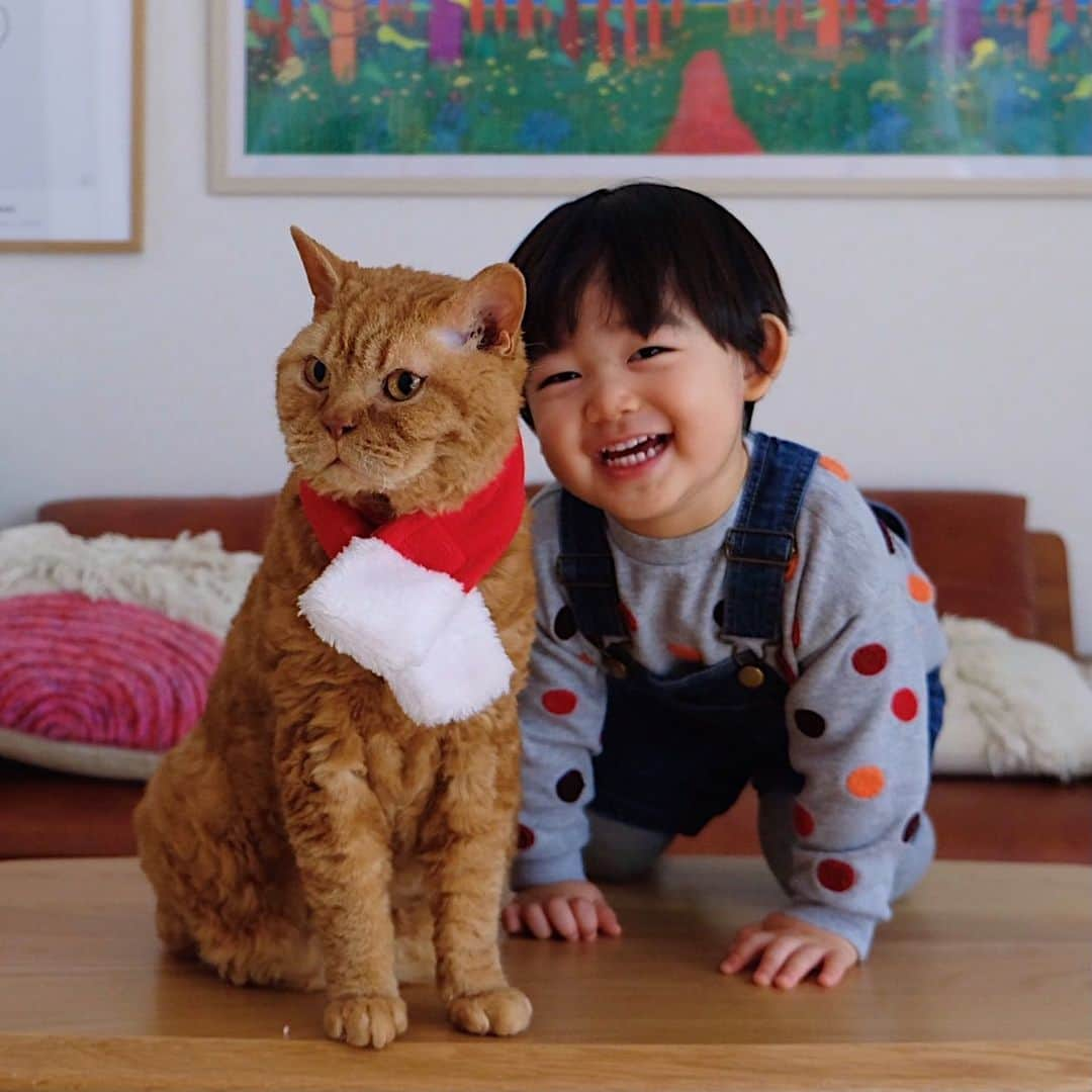 ギネス & ピムスさんのインスタグラム写真 - (ギネス & ピムスInstagram)「25/12/2020 Happy Friday! ・ Happy Christmas! Wishing you a very merry Christmas 🎅 ・ Lots of love, Guinness, Pimms and Nagi ・ ・ メリークリスマス！ 今朝凪ねこのところにも 無事サンタは来たようで、 朝から大喜びでした🎅 （後でストーリーあげる予定です！） それでは皆さま 引き続き 素敵なクリスマスをお過ごし下さい♫ ・ ・ #ギネピムと凪くん  #2yearsold #2歳 #2歳0ヶ月 #babyboy #男の子ベビー #赤ちゃんのいる生活 #赤ちゃんのいる暮らし #赤ちゃんと猫 #猫と赤ちゃん」12月25日 20時51分 - rina_takei