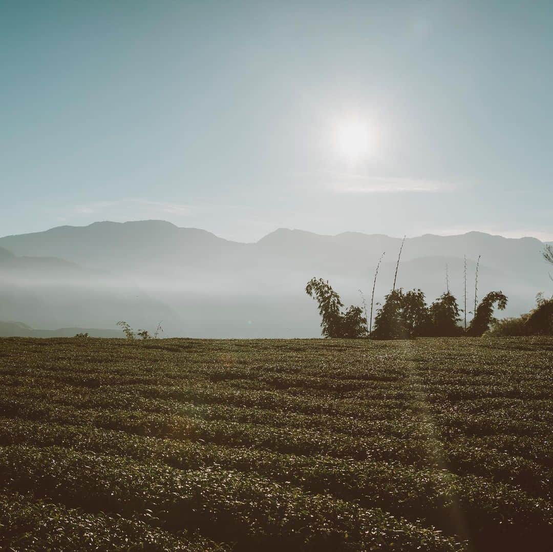 のインスタグラム：「早上六點半的隙頂﻿ ﻿ #SonyAlpha #SonyA7C #sel35f18  @sonytaiwan ﻿ @sonyalpha﻿  ﻿」