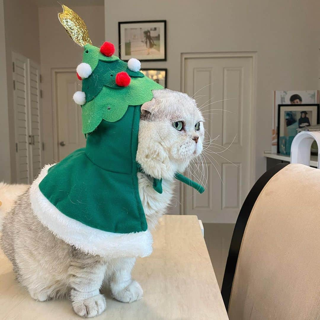 Haruさんのインスタグラム写真 - (HaruInstagram)「Hurry up Santa. I’m still waiting. #haruthecat #ยังคงคอยอย่างจดจ่อ #รอจนไฟดับละ」12月25日 20時47分 - haru_thecat