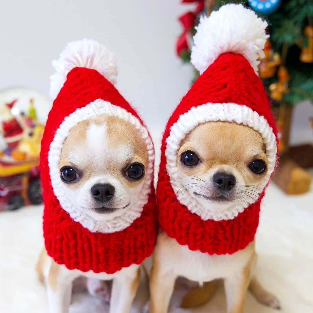 Kiyoのインスタグラム：「♔ Miko ♔ Miké ♔ Happy holidays! 🎄 ♔ @lusty_ash_mjuk さんに いただいたサンタハットを ミケとミコにかぶってもらいました😊 ♔ #puppy#puppies#puppiesofinstagram#dog#dogs#dogsofinstagram#dogstagram#doglover#dogsofinstaworld#dog_features#instadog#instagramdogs#ilovemydog#chihuahua#chihuahuasofinstagram#chihuahualove#chihuahualife#dogsofbark#weeklyfluff#barked#animalsco#IGersJP#instagramjapan#todayswanko#pecoいぬ部#チワワ部#チワワ#スムチー#decocoの子はみんな可愛すぎる ♔」
