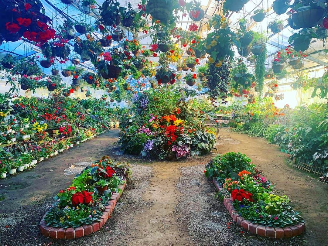 齊藤美絵さんのインスタグラム写真 - (齊藤美絵Instagram)「久住の秘密の花園で、 未来MTG💐✨  マウイのThe Sacred Gardenを 想い出す空間🌈  妖精のような 可憐な花に囲まれて、 満たされるカラフルな エネルギー✨✨✨  全てはパーフェクトな タイミングで繋がり 広がっていく。  まるで竹田からの クリスマスギフト🎄 ありがとうございました💐  #大分　#竹田　#久住　#oita #taketa #kuju #フラワーズバレー空 #ベゴニアガーデン #秘密の花園　#人と地球に健やかな暮らし　#ツタエルヒト。」12月25日 21時06分 - saitomie