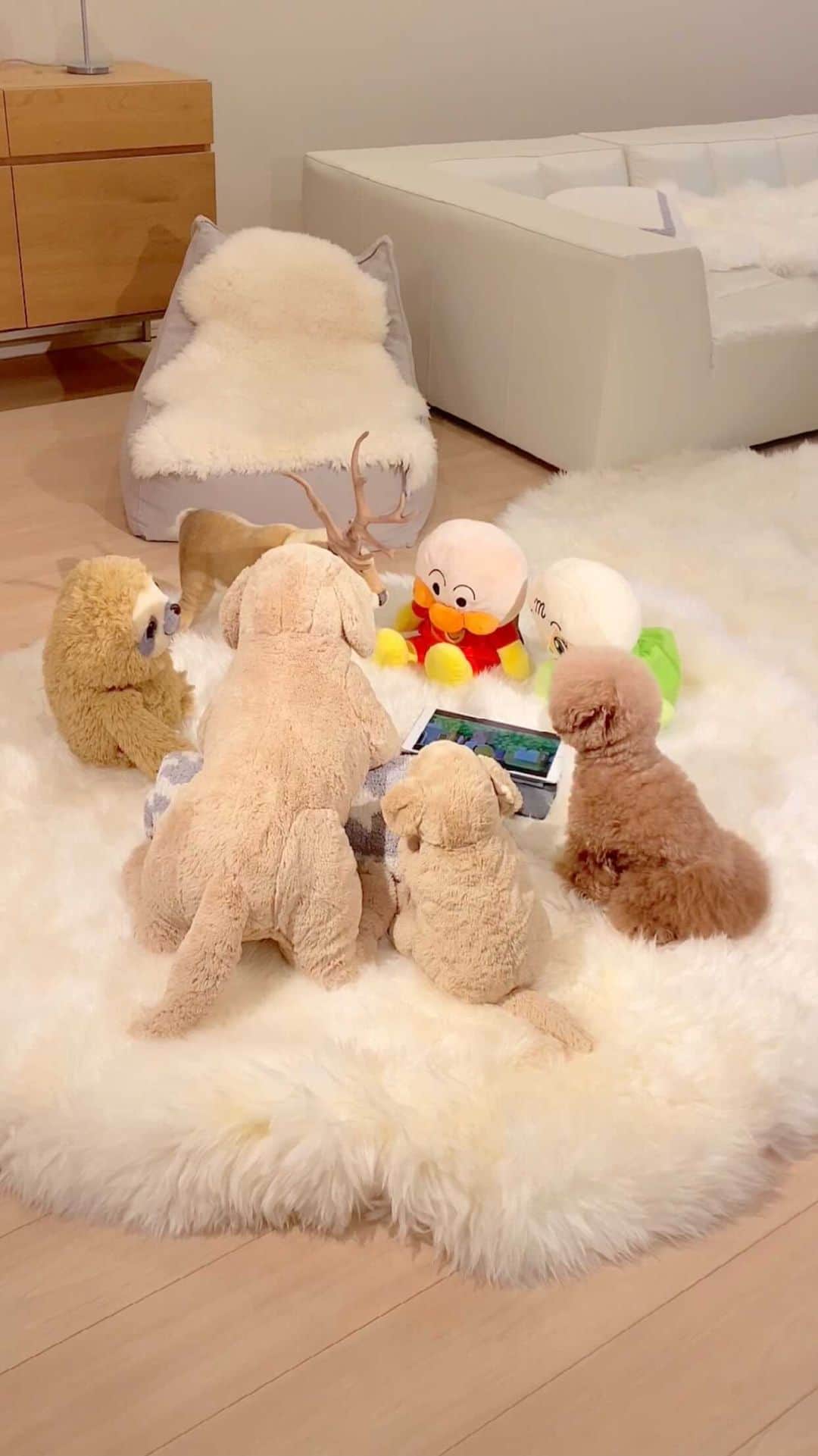 ショコラ❤︎あずき❤︎パンナのインスタグラム：「・ 私も仲間に入れて〜🎄 ・ Merry Christmas 🎄🎅🎁 素敵なクリスマスをお過ごし下さい❣️ ・ YouTubeもストーリーズも見て下さりありがとうございます🙏🙇‍♀️ ・ ・ #トイプードル #プードル #トイプー #犬 #いぬすたぐらむ#toypoodlered #toypoodle #poodle #dog #instadog #cutedog #ilovemydog #dogstagram #あずしょこぱん #パンナ #reels」