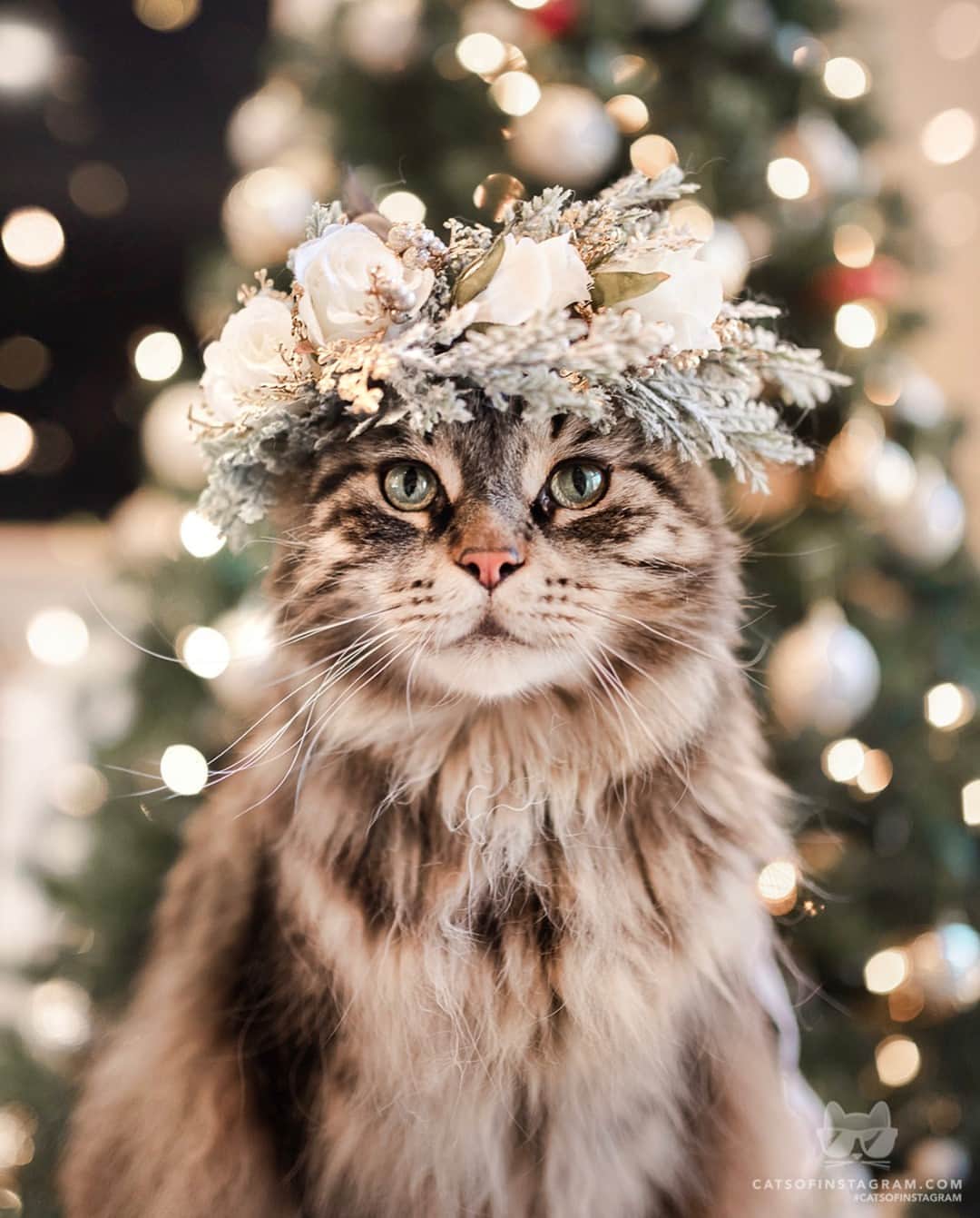 Cats of Instagramさんのインスタグラム写真 - (Cats of InstagramInstagram)「From @leo.mainecoon: “meowy catmas and happy howlidays! 🎄✨” #catsofinstagram」12月25日 21時10分 - cats_of_instagram