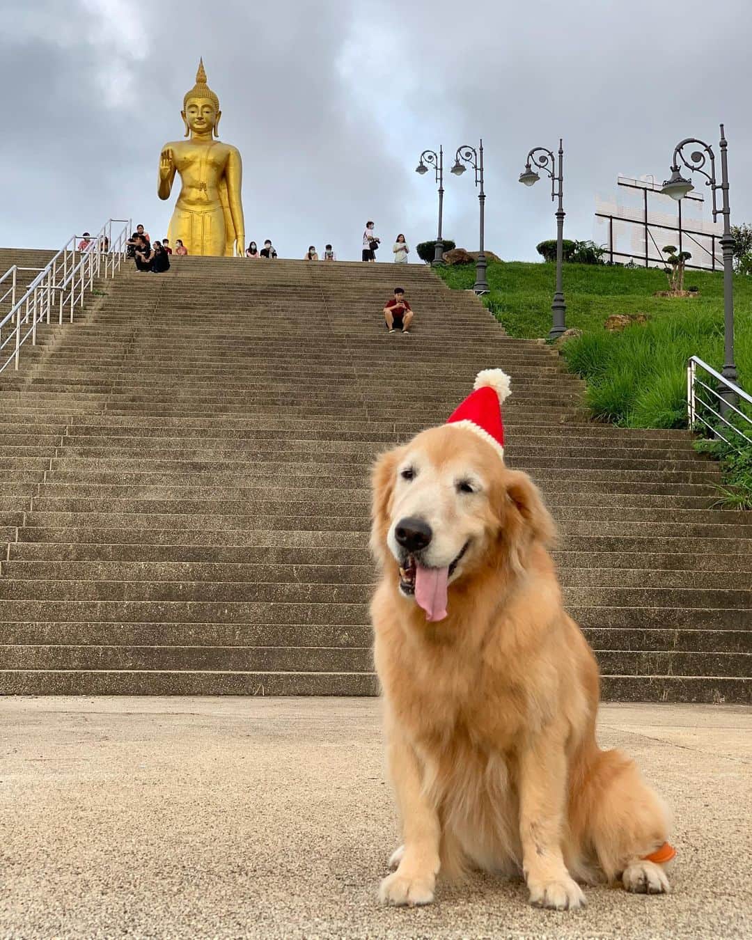 tamatamagoさんのインスタグラム写真 - (tamatamagoInstagram)「🐶Merry christmas 🎉🎄🎁✨❣️ 　 🐶メリークリスマスでしゅ🎅❣️ 　 夕散歩😊 お友達がハニたんに作ってくれたサンタ帽🎅をかぶって記念撮影😊 可愛いーーー😍😍😍✨✨✨ 　 サンタ帽で寺を歩くと言うね😆 緩やかで良い良い😊 　 皆さま、楽しい1日を✨✨✨ 　 2020/12/25  #クリスマス　#ゴールデンレトリバー #ゴールデンレトリバーのいる生活 #大型犬　#大型犬のいる生活 #大型犬のいる暮らし #犬バカ部 #ワンコなしでは生きて行けません会 #thailand #dogoftheday #dogsofinstagram #goldenretriever #goldenretrieversofinstagram #goldenretrieverlove #goldenretrieversworld #welovegoldens #instagood」12月25日 21時11分 - tamatamago