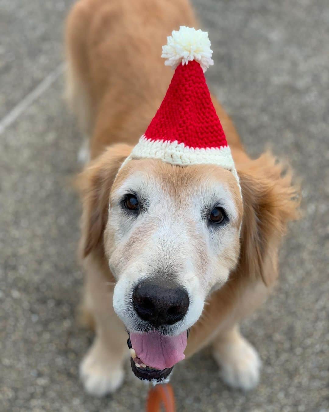tamatamagoさんのインスタグラム写真 - (tamatamagoInstagram)「🐶Merry christmas 🎉🎄🎁✨❣️ 　 🐶メリークリスマスでしゅ🎅❣️ 　 夕散歩😊 お友達がハニたんに作ってくれたサンタ帽🎅をかぶって記念撮影😊 可愛いーーー😍😍😍✨✨✨ 　 サンタ帽で寺を歩くと言うね😆 緩やかで良い良い😊 　 皆さま、楽しい1日を✨✨✨ 　 2020/12/25  #クリスマス　#ゴールデンレトリバー #ゴールデンレトリバーのいる生活 #大型犬　#大型犬のいる生活 #大型犬のいる暮らし #犬バカ部 #ワンコなしでは生きて行けません会 #thailand #dogoftheday #dogsofinstagram #goldenretriever #goldenretrieversofinstagram #goldenretrieverlove #goldenretrieversworld #welovegoldens #instagood」12月25日 21時11分 - tamatamago