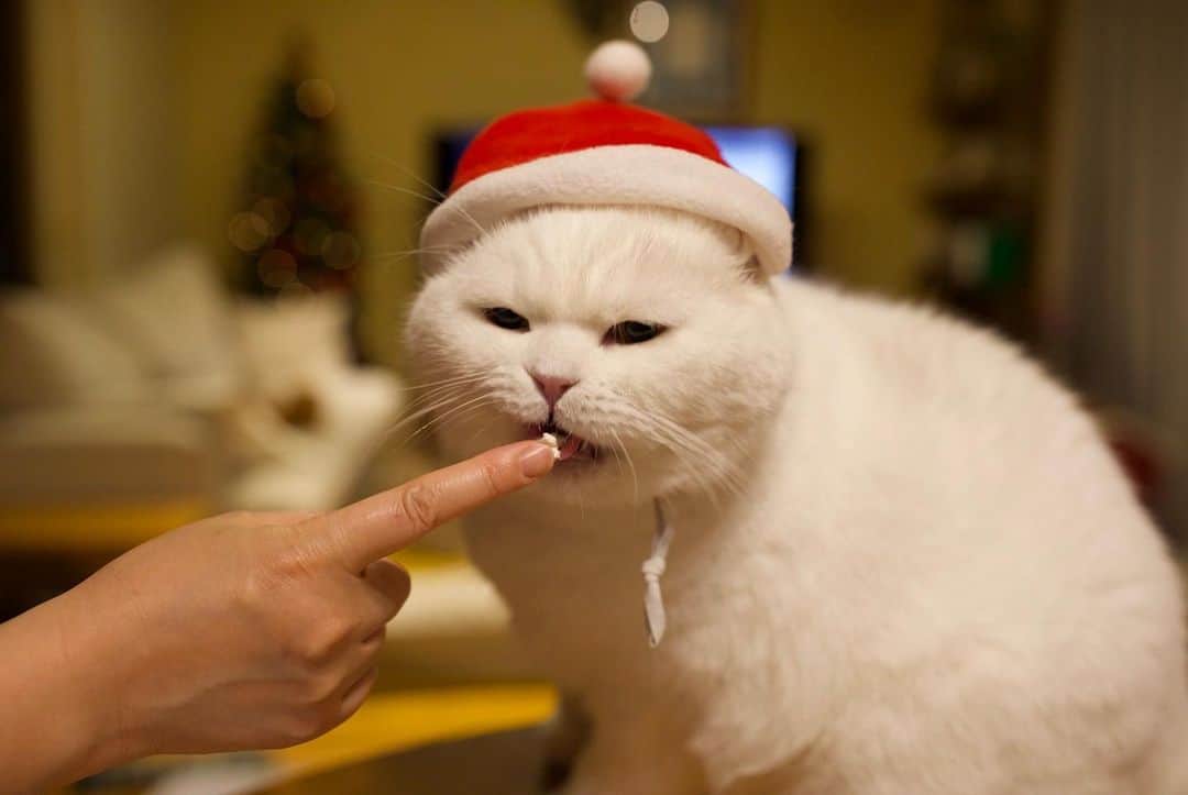 Ryo Yamazakiさんのインスタグラム写真 - (Ryo YamazakiInstagram)「我が家は今年も手作りパエリアとシャンパンでクリスマス🥂🍾 ケーキ食べた後の記憶がない..🥴 #去年とほぼ一緒 #生クリームハンター #サンタではない #ハンターです #水滴ハンター . Wishing You A Very Merry Christmas From Our Family To Yours. 🎄🎂 . #メリクリ #merrychristmas  #cat #scottishfold #catstagram #catsofinstagram #instacat #猫 #ねこ #ネコ #猫部 #ふわもこ部 #ペコねこ部 #みんねこ #もふもふ #スコティッシュフォールド #サバトラ #白猫 #しろねこ #茶トラ」12月25日 21時12分 - rojiman