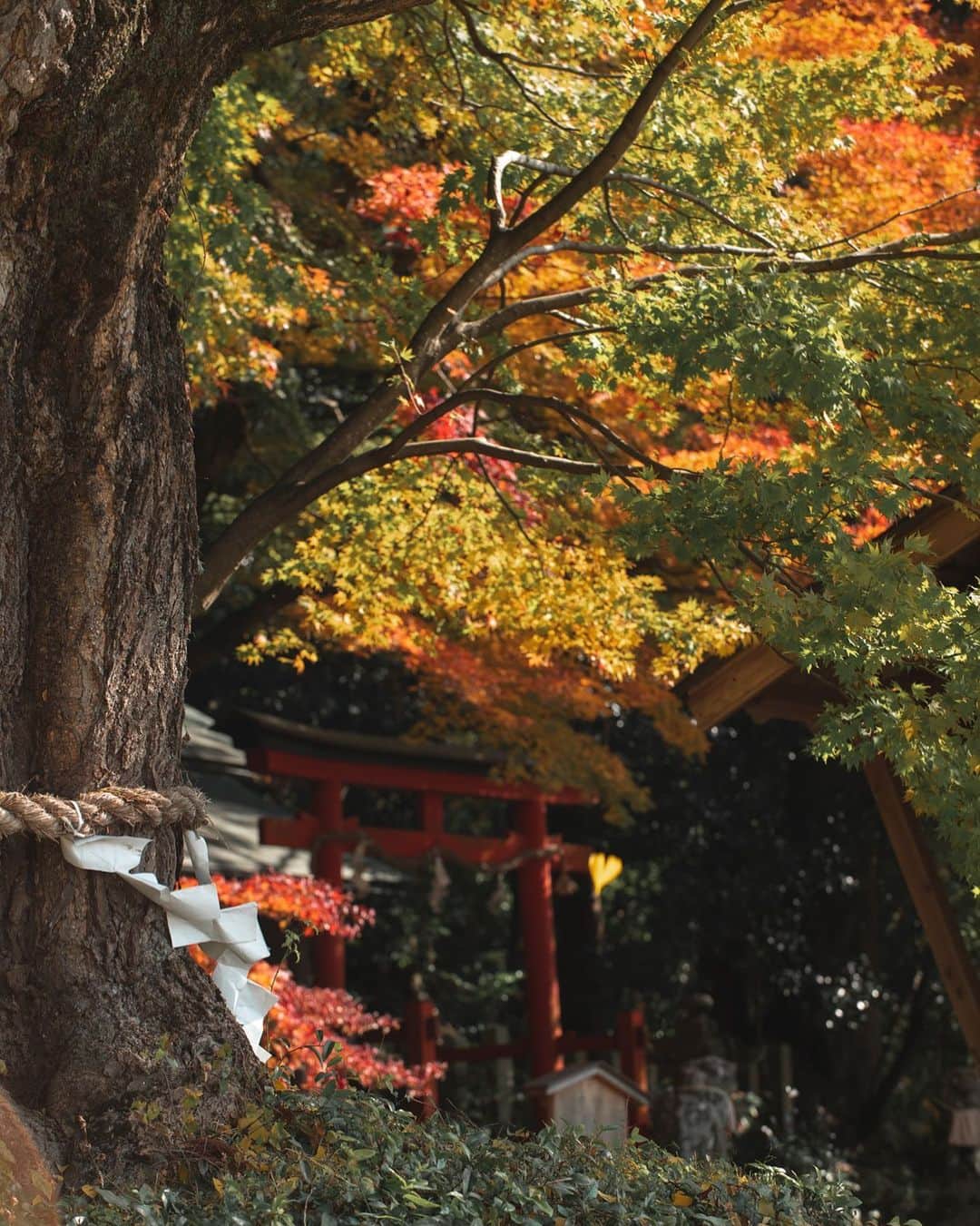 大越光貴のインスタグラム：「Merry Christmas!! さて、ハートマークはどこでしょう🎅🎄﻿  ﻿ ﻿ あまり知られぬ京都の神社。﻿ ﻿ 兵庫から京都へ向かう時にたまたま見つけて、なかなか見ない紅葉の迫力に魅了された。﻿ ﻿ オススメです、四所神社。﻿ ﻿ #merrychristmas #2020autumn #autumninjapan #japaneselandscape #kyotogram #kyotographie #メリクリ #だけど #京都紅葉 #神社仏閣巡り #紅葉 #紅葉狩り #紅葉2020 #紅葉ハンター #日本の絶景 #死ぬまでに行きたい日本の絶景 #絶景ハンター #ファインダー越しの私の世界」