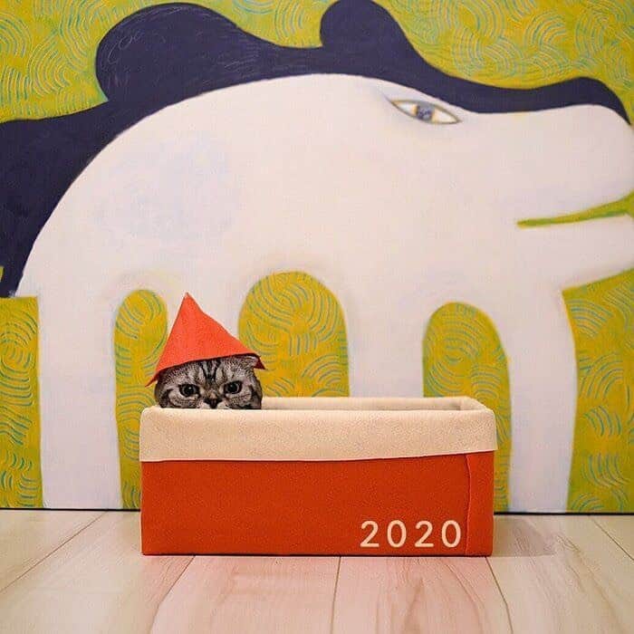 Shishi-maruのインスタグラム：「🐱ねこのきもちWEBMAGAZINE にて、猫エッセイが更新されました。今回は「ししまるとクリスマス」のお話です。是非お楽しみください。  【渋ネコししまるさん】#79 ｜ねこのきもちWEB MAGAZINE  https://cat.benesse.ne.jp/lovecat/content/?id=89359  🐱My essay about Shishi-maru is serialized in a weekly magazine:)  ーーーーーーーーーーーーー 🌺「渋ネコ ししまるさん」ねこのきもちWEB MAGAZINE にて毎週金曜日エッセイの連載中 ーーーーーーーーーーー 📕「ぷっちねこ。」「3匹のちいさな猫を召喚できたなら」「ちいさな猫を召喚できたなら」徳間書店より単行本発売中 ーーーーーーーーーーー ⭐︎ねこ漫画→@tacos_cat 🌺Twitter →@taco_emonemon ーーーーーーーーーーー」