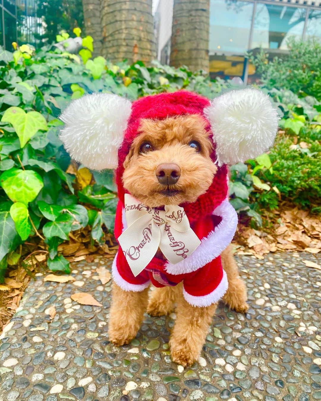 五位渕のぞみのインスタグラム：「MERRY CHRISTMAS🎄✨✨ ㅤㅤㅤㅤㅤㅤㅤㅤㅤ ㅤㅤㅤㅤㅤㅤㅤㅤㅤ まるこアカウントもあるよ🐶❤️ 👉　@maruko__diary 👈 フォローしてくれたら嬉しいです🙇‍♀️🙏🙏  ㅤㅤㅤㅤㅤㅤㅤㅤㅤ ㅤㅤㅤㅤㅤㅤㅤㅤㅤ  ㅤㅤㅤㅤㅤㅤㅤㅤㅤ  ㅤㅤㅤㅤㅤㅤㅤㅤㅤ ㅤㅤㅤㅤㅤㅤㅤㅤㅤ  ㅤㅤㅤㅤㅤㅤㅤㅤㅤ  ㅤㅤㅤㅤㅤㅤㅤㅤㅤ ㅤㅤㅤㅤㅤㅤㅤㅤㅤ  ㅤㅤㅤㅤㅤㅤㅤㅤㅤ  ㅤㅤㅤㅤㅤㅤㅤㅤㅤ ㅤㅤㅤㅤㅤㅤㅤㅤㅤ  ㅤㅤㅤㅤㅤㅤㅤㅤㅤ #クリスマス #CHRISTMAS #xmas #메리크리스마스 #크리스마스 #다이칸야마 #代官山 #daikanyama #クリスマスコス #tokyo #🐶 #poodle #dog #dogs #dogstagram #puppy #犬バカ部 #doglove #doglover #doglovers #doglife #dogslife #pet #poodletoy #poodlelove #poodles」
