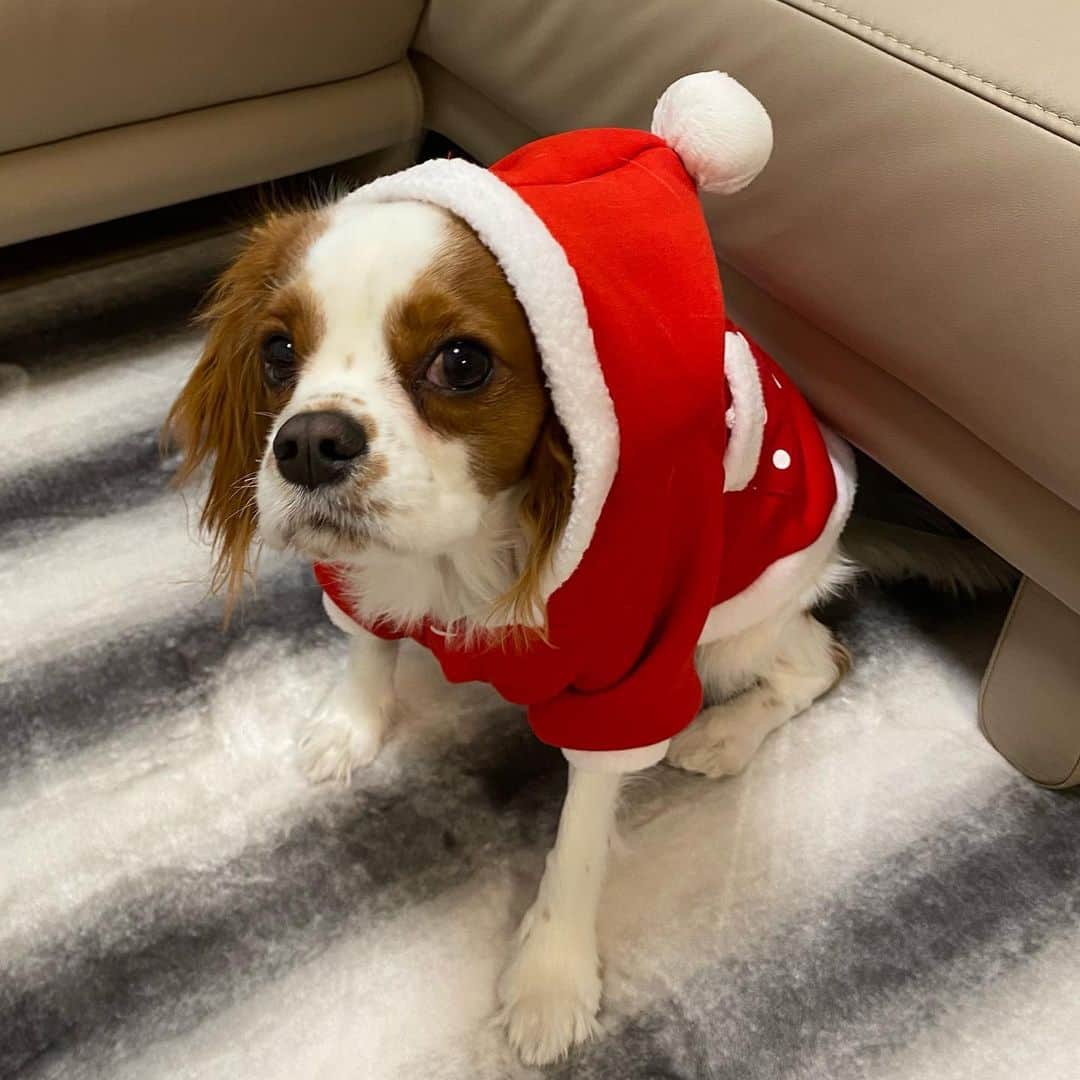 星奈津美のインスタグラム：「メリークリスマス🎄✨ #やらされてる感 #サンタ #キャバリア #キャバリアキングチャールズスパニエル #ブレンハイム #ハル太」