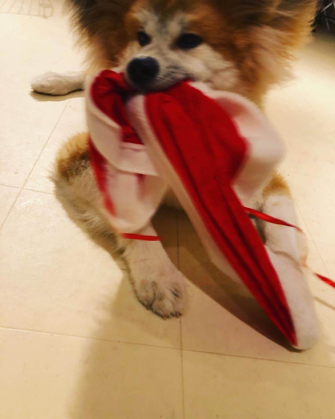 鈴井貴之さんのインスタグラム写真 - (鈴井貴之Instagram)「はぁ？何がクリスマス？ 僕は和犬、秋田犬。 クリスマスなんて知ったこっちゃねえ。 だけど、ケーキは頂きました。ペロリ。 Merry Xmas！」12月25日 21時49分 - suzuitakayuki