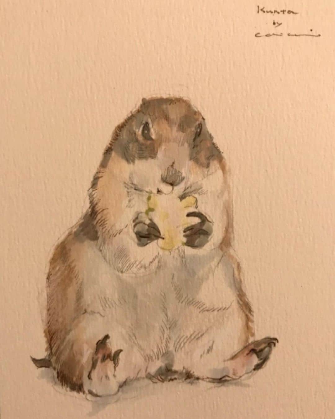 ikaoのインスタグラム：「くんた。Kunta. @coricci_drawing #クリスマスに会えたね コリッチサンタさんから クリスマスプレゼントが届きました🎁 この、とんでもなく大変な年に 心暖まるイベントをありがとうございました♥️ 🎄✨🎄✨🎄✨🎄✨🎄✨🎄✨🎄✨🎄 10月からの2ヶ月程で 400以上の子達を描いてくださいました。 🐕🐈🐇🐿… 今回のイベント #クリスマスに会えたね IGTV動画にまとめて載せてくださっています。 とても素敵なので @coricci_drawing さんのアカウント 是非ご覧になってみてください😊 #coricci_drawing  #prairiedog #プレーリードッグ #ふわもこ部」