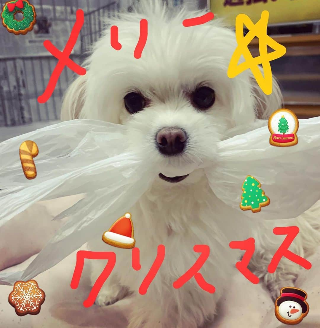 山下リオさんのインスタグラム写真 - (山下リオInstagram)「メリークリスマス🎄🎅 ま、私はナウシカ観てるけどね🤷🏻‍♀️✨」12月25日 21時51分 - rio_yamashita_official