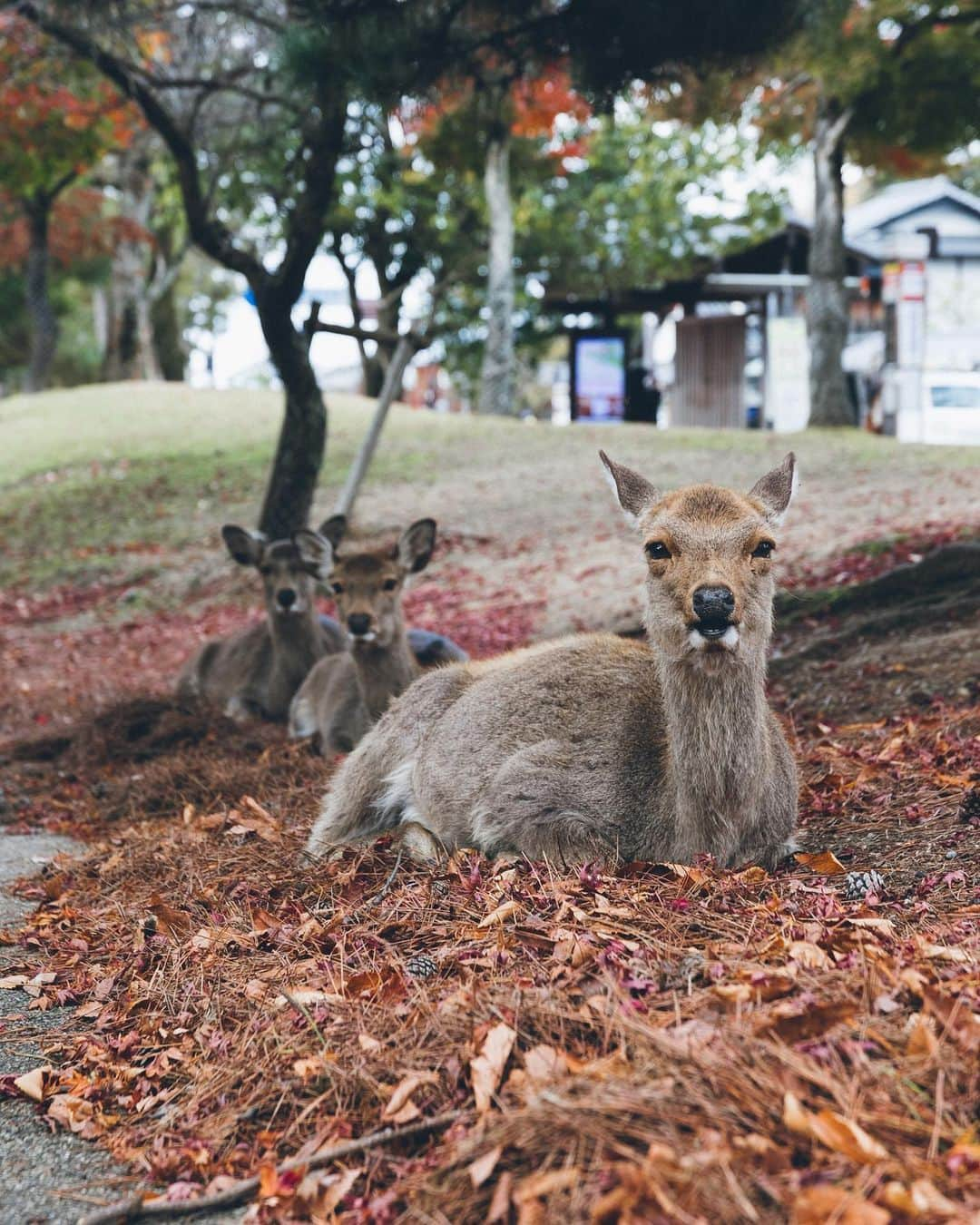 Yuma Yamashitaさんのインスタグラム写真 - (Yuma YamashitaInstagram)「Merry Christmas Everybody from Japan #hellofrom Nara」12月25日 22時10分 - yuma1983