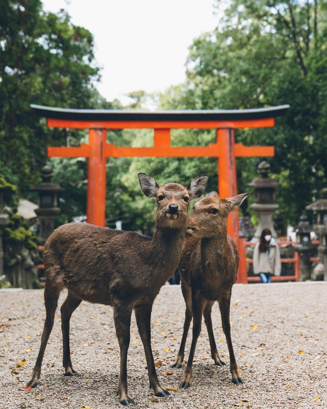 Yuma Yamashitaのインスタグラム：「Merry Christmas Everybody from Japan #hellofrom Nara」