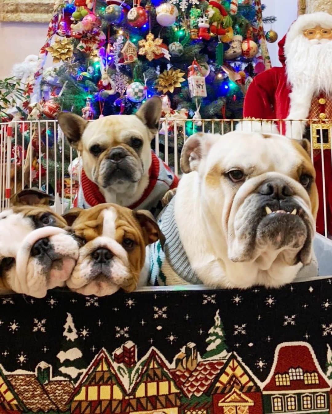 北斗晶さんのインスタグラム写真 - (北斗晶Instagram)「クリスマス記念写真  #Frenchbulldog #Englishbulldog #花梅田鈴 #愛犬 #仔犬  #初めてのクリスマス  #クリスマス記念写真」12月25日 22時02分 - hokutoakira_official