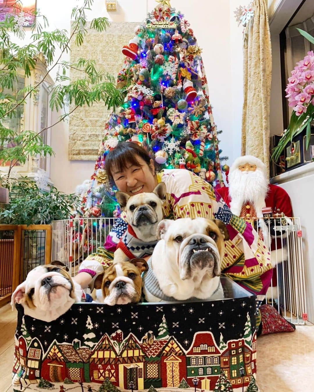 北斗晶さんのインスタグラム写真 - (北斗晶Instagram)「クリスマス記念写真  #Frenchbulldog #Englishbulldog #花梅田鈴 #愛犬 #仔犬  #初めてのクリスマス  #クリスマス記念写真」12月25日 22時02分 - hokutoakira_official