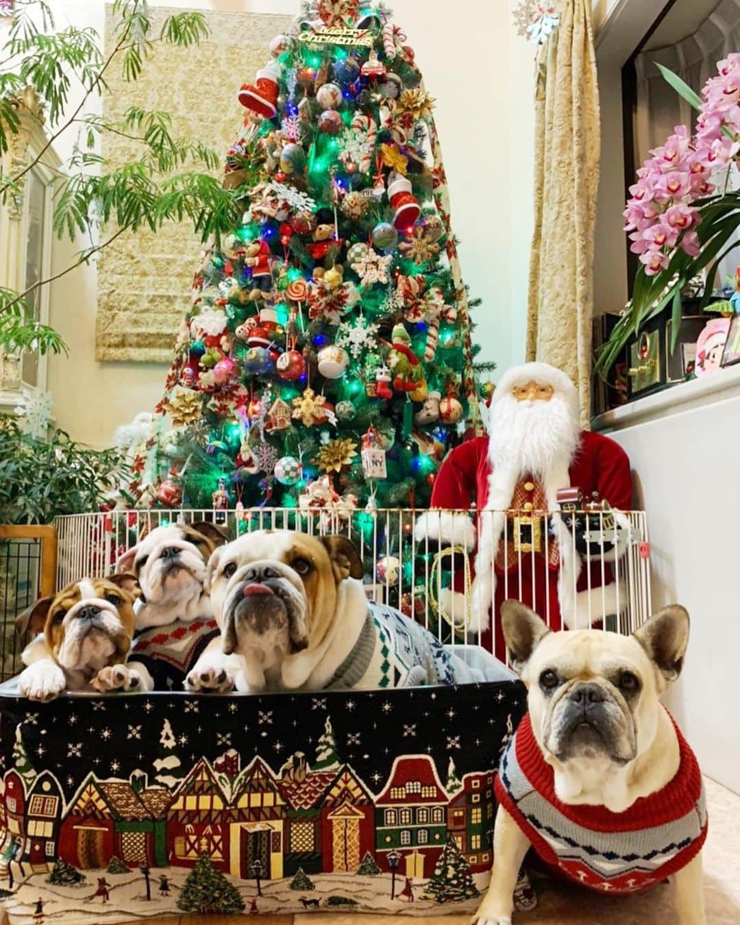 北斗晶さんのインスタグラム写真 - (北斗晶Instagram)「クリスマス記念写真  #Frenchbulldog #Englishbulldog #花梅田鈴 #愛犬 #仔犬  #初めてのクリスマス  #クリスマス記念写真」12月25日 22時02分 - hokutoakira_official