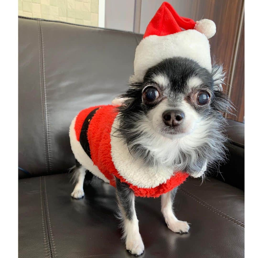 中野公美子のインスタグラム：「Merry Chrismath🎄✨  ルーナサンタクロースが来てくれました🤶 毎年オリオンサンタさんとルーナサンタさんが来てくれていましたが、 今年からはルーナサンタさんが来てくれています。 心の中にはオリオンサンタさんも居ます☺️ オリオンサンタに会いたいなぁ。  素敵なクリスマスを🎄  2枚目は、2年前のオリオンサンタさん🎅💕  #メリークリスマス #サンタクロース #MerryChrismath #chihuahua  #チワワ #miniaturedachshund  #ミニチュアダックスフンド」
