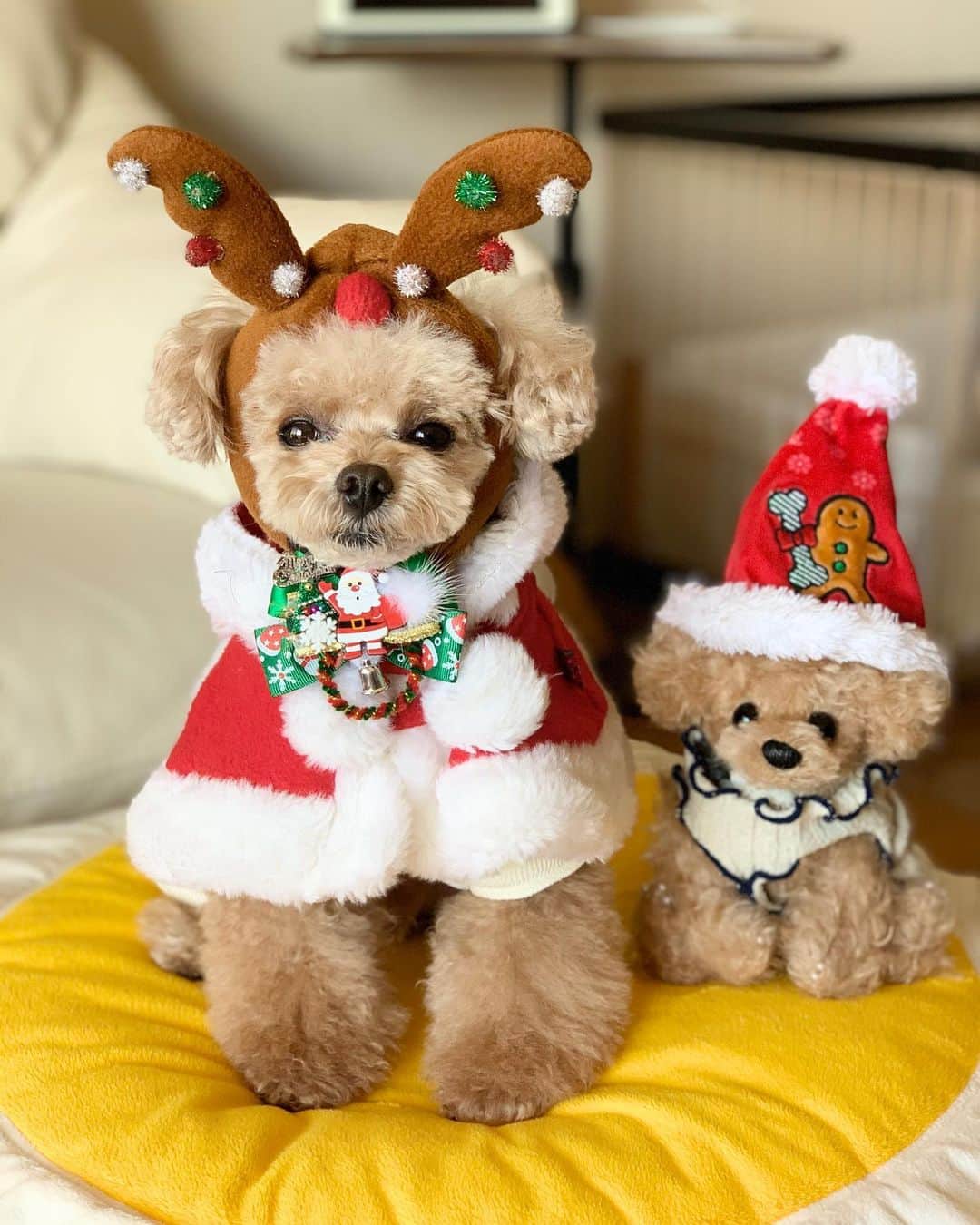 ❤︎Till❤︎さんのインスタグラム写真 - (❤︎Till❤︎Instagram)「Merry Christmas🎄 ＊ #トイプードル#ティーカッププードル#トイプー#トイプードルレッド#愛犬#犬#いぬ#癒し#わんこ#ティル#可愛い#親バカ#メリークリスマス#クリスマス#サンタ#トナカイ#被り物#コスプレ #dog#cute#toypoodle#teacuppoodle#instadog#instapoodle#poodle#poodlestagram#mydog」12月25日 22時03分 - till201404