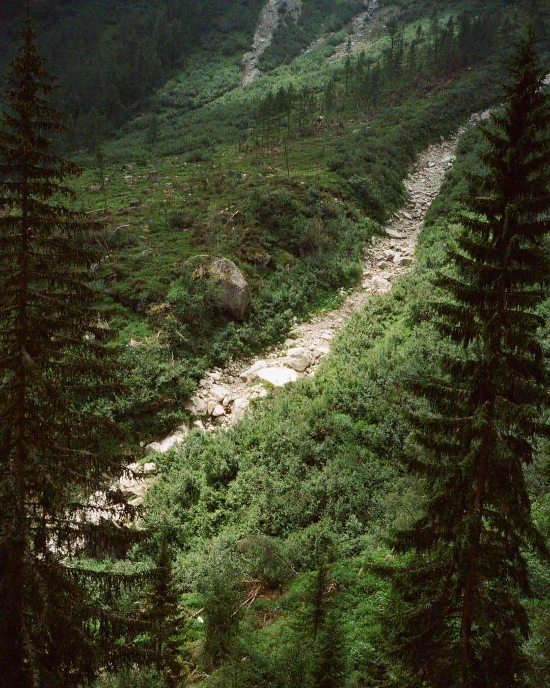 マイラ・ダルブサイオのインスタグラム：「Switzerland, 2017  #studiomyla #contaxt2 #kodak #portra400」