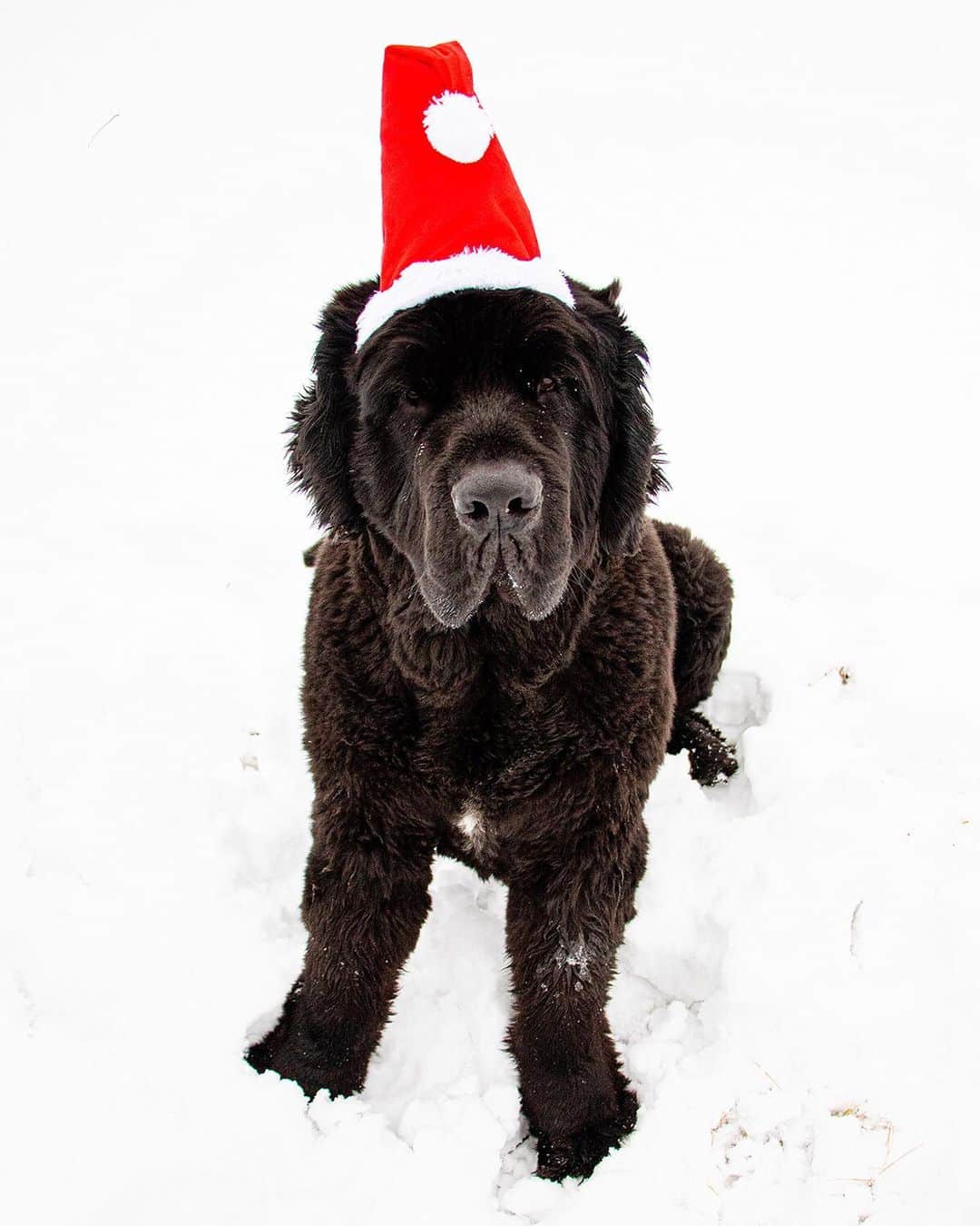プロエンザスクーラーのインスタグラム：「Happy happy holidays from all of us (and Moose)」