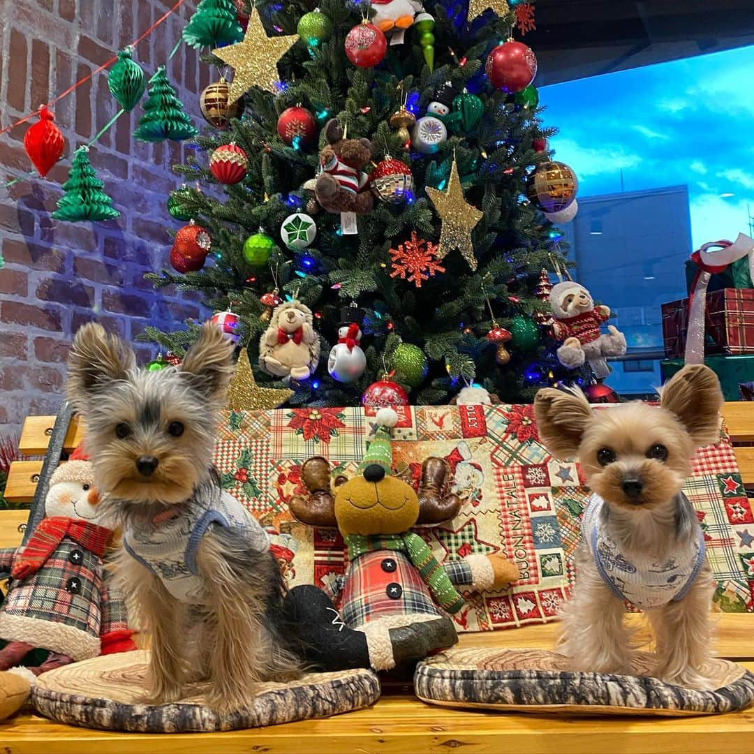 野呂佳代さんのインスタグラム写真 - (野呂佳代Instagram)「メリークリスマス🎄🎅🎁 いつかの写真です❤️ 可愛い😭💕 右→モコちゃん 左→アイコちゃん #ヨーキー #ヨークシャーテリア  #ヨークシャテリア  #yorkie  #yorkshireterrier」12月25日 22時13分 - norokayotokyo