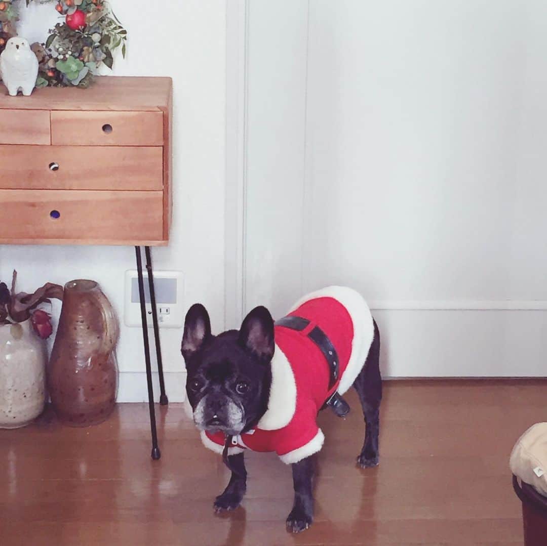 のインスタグラム：「メリークリスマス！ワカメだよ。みんな元気？ワカメはのんきにやってるよ。  最近イコ坊は、よくワカメの夢を見るみたいで、朝起きると「ワタメと待て待てーしたのよ」と教えてくれる。「いいなー、ママも会いたいなー」と言うと、横で聞いていた夫が「正月に帰ってくるさ」と言っていた。そうだといいな。  そんなイコ坊は、サンタさんに「アイス屋さんくださーい」と手紙を書いていた。届けてくれたのはワカメサンタかもね。そして、サンタさんからのお返事はイマイチ読めない。」