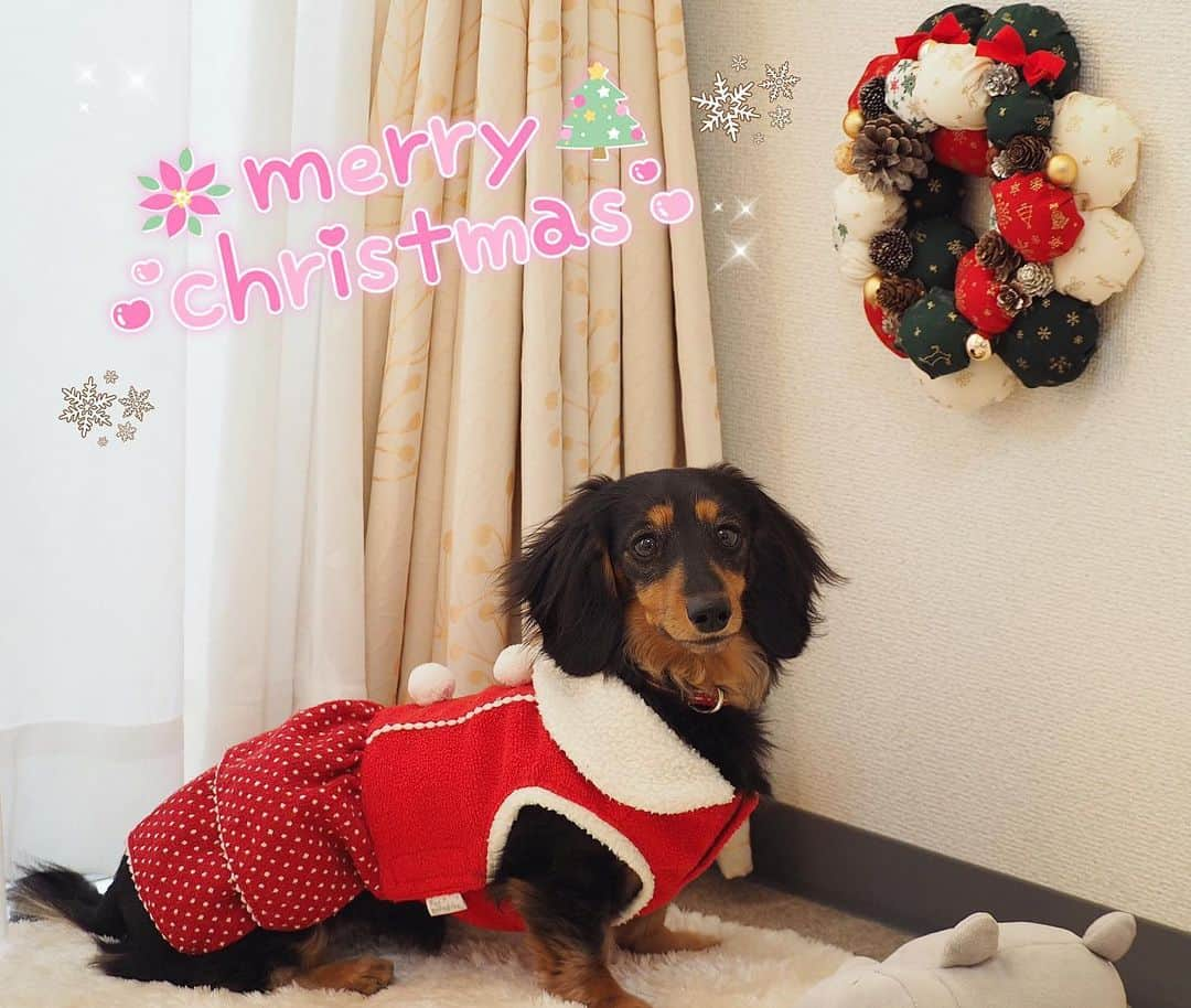 Sora Momoさんのインスタグラム写真 - (Sora MomoInstagram)「Merry Christmas🎄✨✨ ☺︎ 楽しいクリスマスをお過ごし下さい🐶💕🐶💕😊💕 ☺︎ #メリークリスマス #MerryChristmas#何も言わないのに#ここに座って#ポーズとりました#驚きー#マリンちゃんママさんに頂いたお洋服#可愛いお洋服#マリンちゃんありがとう❤️ #そらはじっと座ったりしません #ダックス#ミニチュアダックス #dachshund #miniaturedachshund」12月25日 22時15分 - teratera_sorapu_