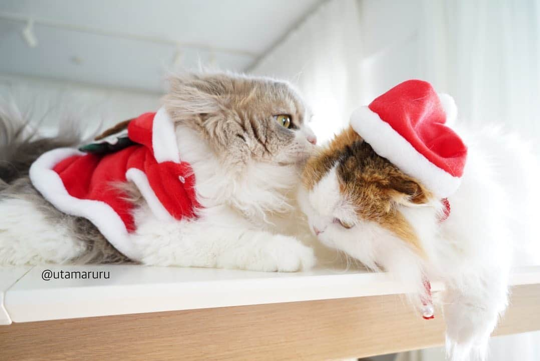 詩丸のインスタグラム：「メリークリスマスにゃん❤️🎄🎅 .  Merry Christmas❤️🎄🎅 .」