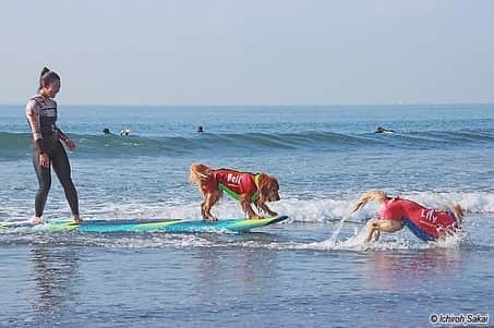 大村 奈央さんのインスタグラム写真 - (大村 奈央Instagram)「🐶🐶🏄‍♀️ #goldenretriever #surfingdogs #dogs #ベルサニ　#ゴールデンレトリバー　#犬」12月25日 22時26分 - naoomura
