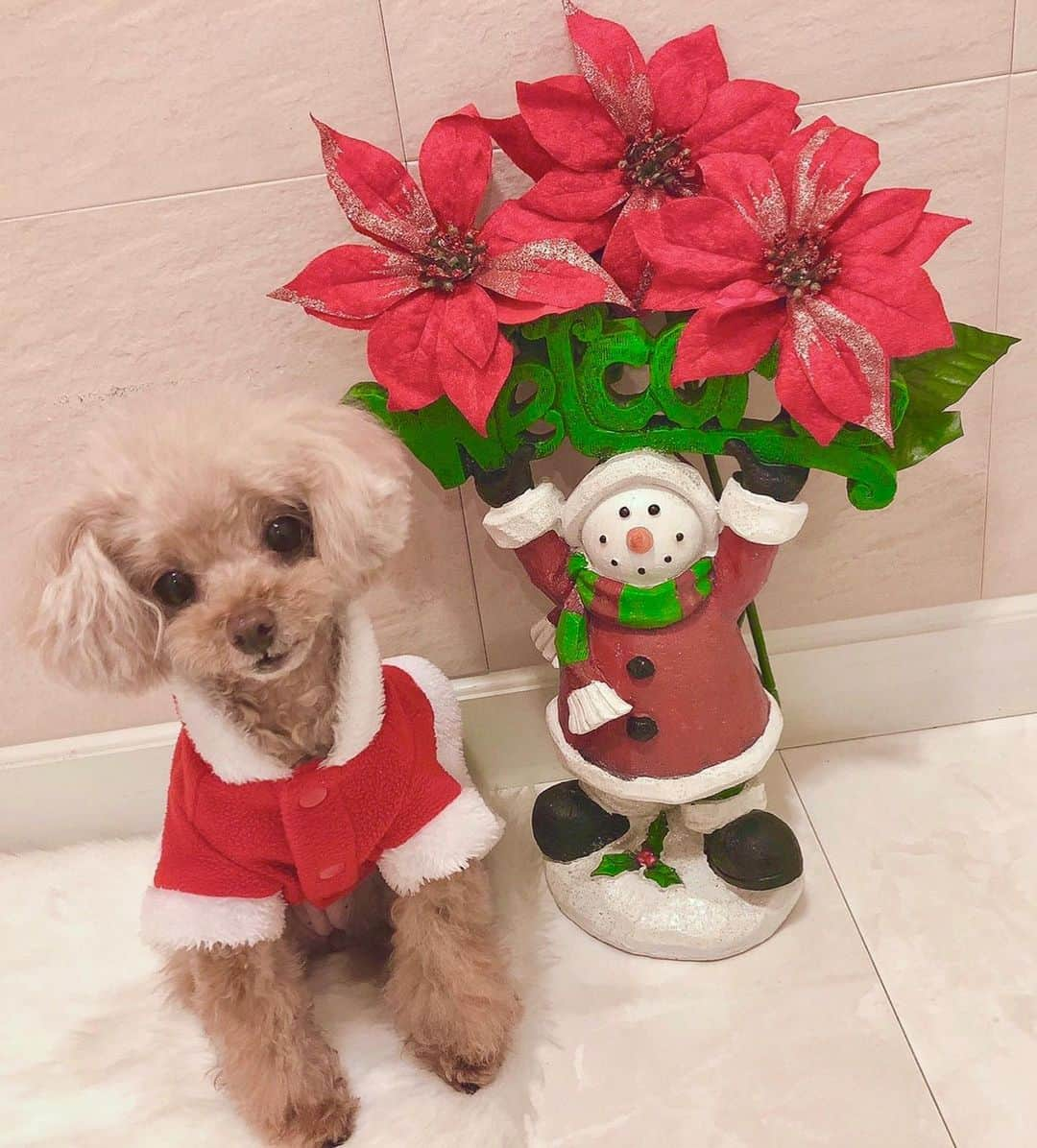 山本彩さんのインスタグラム写真 - (山本彩Instagram)「. ⭐🎁🎄 MerryX'mas 🎄🎁⭐ . 母が送ってくれた写真🥰 . #クリスマス #音遠 #ねおん #サンタクロース #トイプードル #犬のいる暮らし」12月25日 22時36分 - sayaka__714