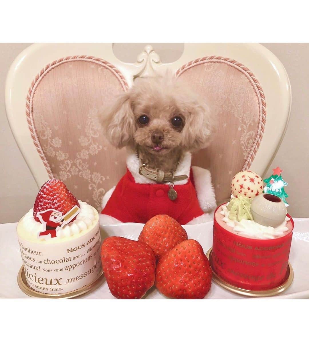 山本彩さんのインスタグラム写真 - (山本彩Instagram)「. ⭐🎁🎄 MerryX'mas 🎄🎁⭐ . 母が送ってくれた写真🥰 . #クリスマス #音遠 #ねおん #サンタクロース #トイプードル #犬のいる暮らし」12月25日 22時36分 - sayaka__714
