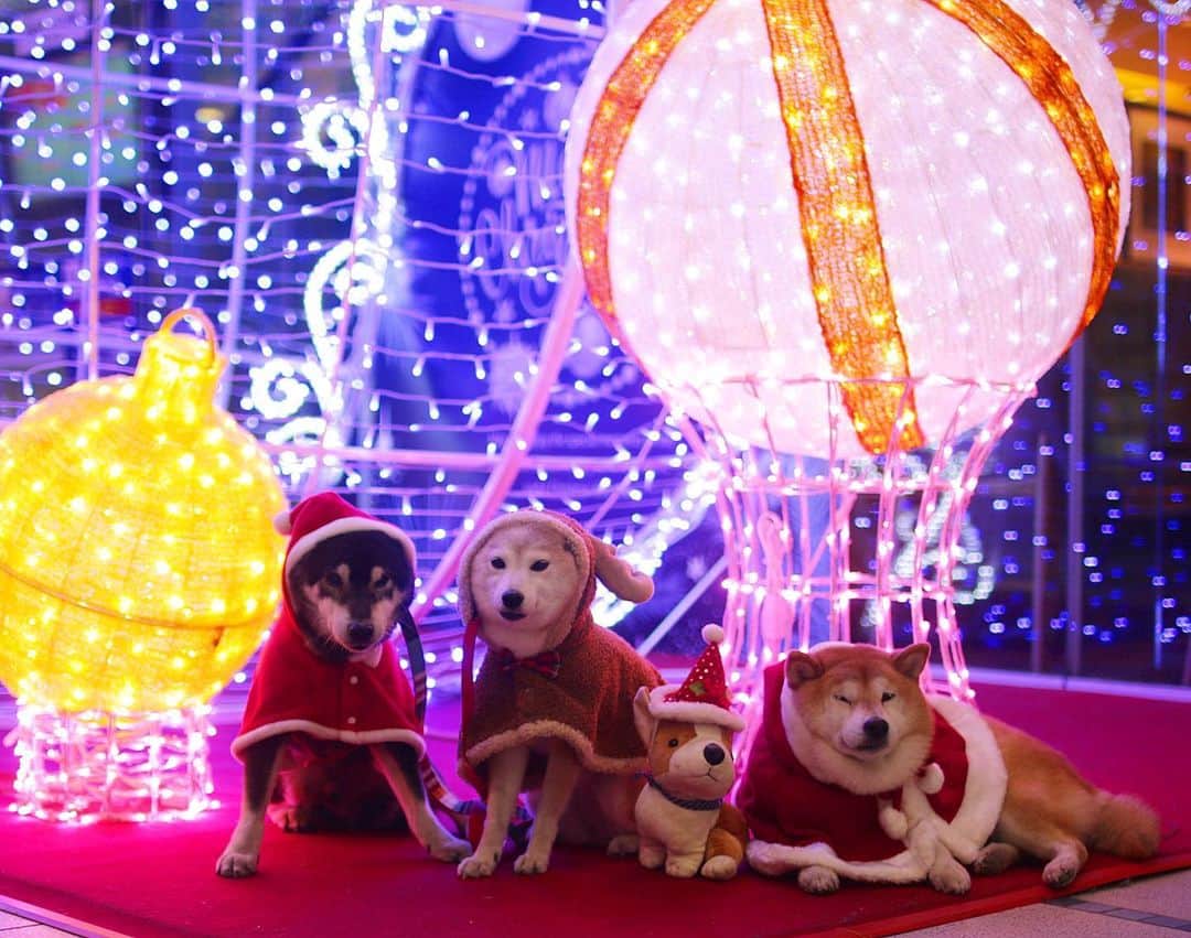 柴犬 けんしろう ゆりあのインスタグラム：「✨🎅🦌🎅🎅✨  今日は #ご近所隊🐶 で ご近所をクリスマスさんぽ❤  これまでたくさんのスペシャルな想い出を重ねてきたご近所隊。今はこうやってみんなが元気に集合して、ご近所をお散歩できるだけで心から幸せ。2021年もご近所隊らしくゆっくりとあたたかい時間を重ねていきたいです。  健太ママ❤️楓ママ❤️健太くん❤️楓ちゃん❤️ 2020年もたくさんの勇気とたくさんの癒しを ありがとうございました☺️❤️  ご近所をいっぱいお散歩した後、写真を撮ったこの場所で、まさかの巨大トナカイさん登場&プレゼントを貰う😆🎁2次会はコーヒーとおやつをテイクアウトして☕️とっても広い健太くんCarの中でトーク&けんちゃんリモート参加(笑)などなど、今日の動画は改めてストーリーズに載せますね😊」