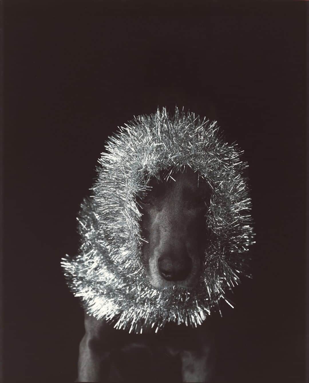ニューヨーク近代美術館のインスタグラム：「Don't get your tinsel in a tangle! Happy holidays from MoMA 🐾✨  The Museum is closed today but open again on Saturday, December 26. We hope to see you soon.  📸 #WilliamWegman, Untitled (Man Ray with Tinsel), 1981. © 2020 @williamwegman」