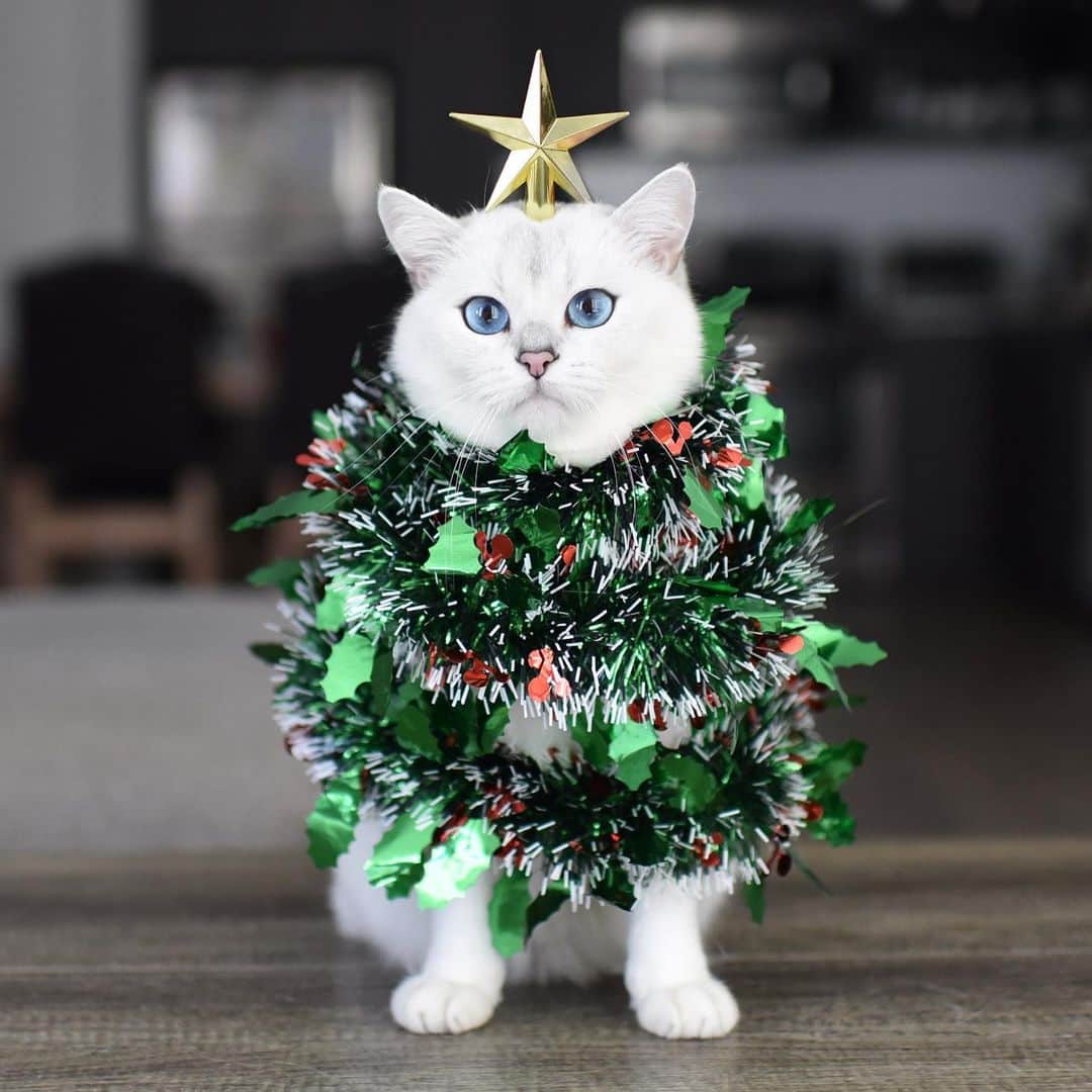 コビーさんのインスタグラム写真 - (コビーInstagram)「Ok, you can start putting presents under me now. #MerryChristmas」12月25日 22時31分 - cobythecat