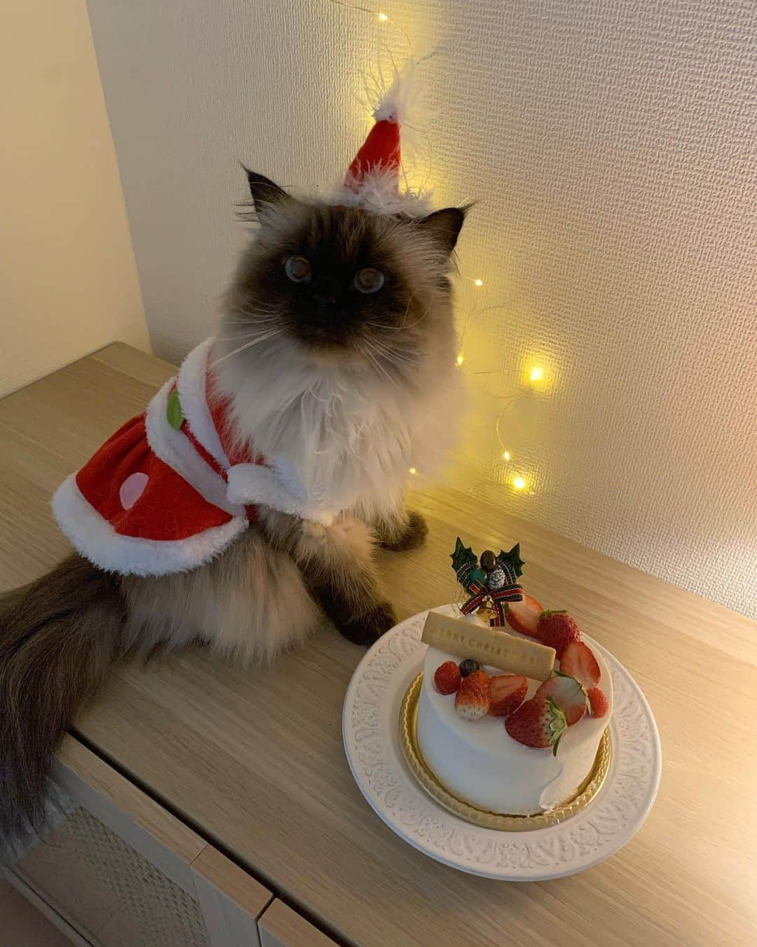 plumeさんのインスタグラム写真 - (plumeInstagram)「皆さんは素敵なクリスマス過ごせましたか🥰🎄？  似たようなお写真になるけど🙊 せっかく撮ったので📸🎂🎅🏽  ぷんちゃんもほんの少しだけクリスマスケーキ頂きました🍰🤏🏼 というか勝手につまみ食いしてた😋💓ww  . . . . #プリュムのいる生活 #猫のいる暮らし  #ヒマラヤン  #赤ちゃんと猫  #もふもふ#ヒマラニャンズ  #猫  #ねこ  #ペコねこ部#クリスマス#クリスマスプレゼント#サンタクロース#クリスマスケーキ#cake  #christmas#christmascake #santa#christmaspresent #instalove#fluffy#癒し#🐈 #고양이  #ilovecats  #himalayancat  #catsofinstagram#catloversclub#bestmeow#bestcats_oftheworld#weeklyfluff」12月25日 22時44分 - plumestagram