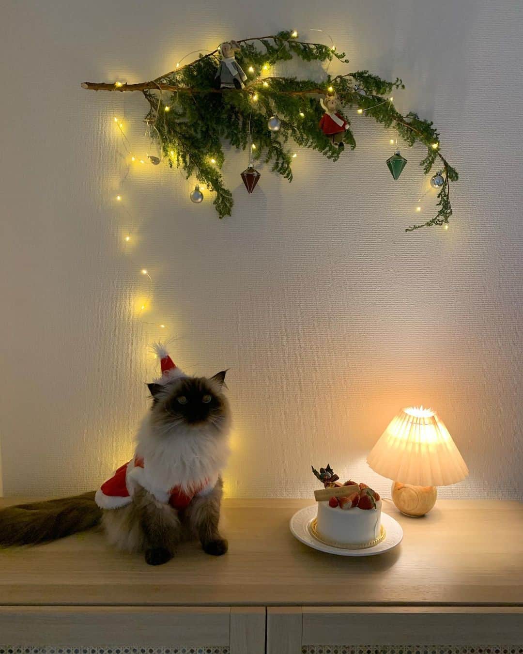 plumeさんのインスタグラム写真 - (plumeInstagram)「皆さんは素敵なクリスマス過ごせましたか🥰🎄？  似たようなお写真になるけど🙊 せっかく撮ったので📸🎂🎅🏽  ぷんちゃんもほんの少しだけクリスマスケーキ頂きました🍰🤏🏼 というか勝手につまみ食いしてた😋💓ww  . . . . #プリュムのいる生活 #猫のいる暮らし  #ヒマラヤン  #赤ちゃんと猫  #もふもふ#ヒマラニャンズ  #猫  #ねこ  #ペコねこ部#クリスマス#クリスマスプレゼント#サンタクロース#クリスマスケーキ#cake  #christmas#christmascake #santa#christmaspresent #instalove#fluffy#癒し#🐈 #고양이  #ilovecats  #himalayancat  #catsofinstagram#catloversclub#bestmeow#bestcats_oftheworld#weeklyfluff」12月25日 22時44分 - plumestagram