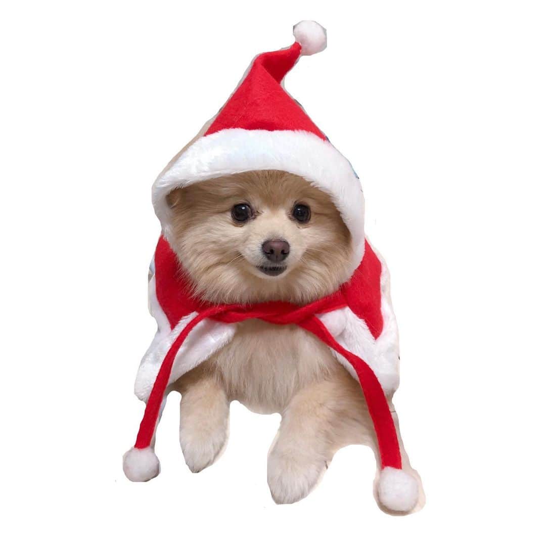 松永杏奈のインスタグラム：「グルサンタだよ🎅 . . . . . . . #グルミン #グルスタグラム #ポメラニアン #pomeranian #サンタコス」
