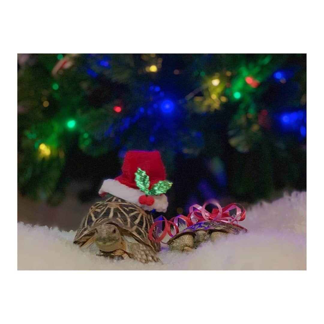 高松雪乃さんのインスタグラム写真 - (高松雪乃Instagram)「Merry Xmas🎄🐢  #クリスマス #ホシガメ #インドホシガメ #パンケーキリクガメ #リクガメ #爬虫類　#indianstarredtortoise #Geocheloneelegans  #Pancaketortoise #tortoise #tortoiselover #Xmas」12月25日 22時48分 - yukinotakamatsu