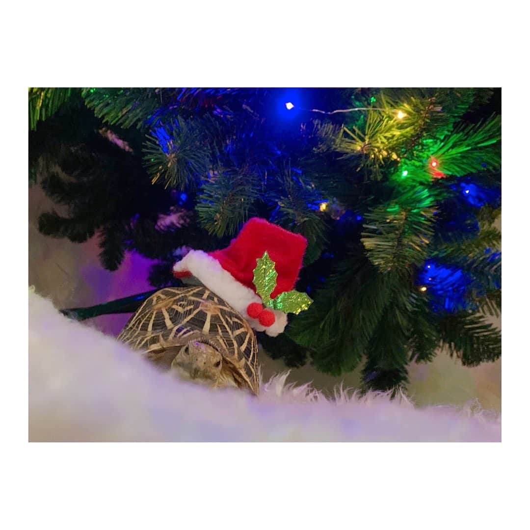 高松雪乃さんのインスタグラム写真 - (高松雪乃Instagram)「Merry Xmas🎄🐢  #クリスマス #ホシガメ #インドホシガメ #パンケーキリクガメ #リクガメ #爬虫類　#indianstarredtortoise #Geocheloneelegans  #Pancaketortoise #tortoise #tortoiselover #Xmas」12月25日 22時48分 - yukinotakamatsu