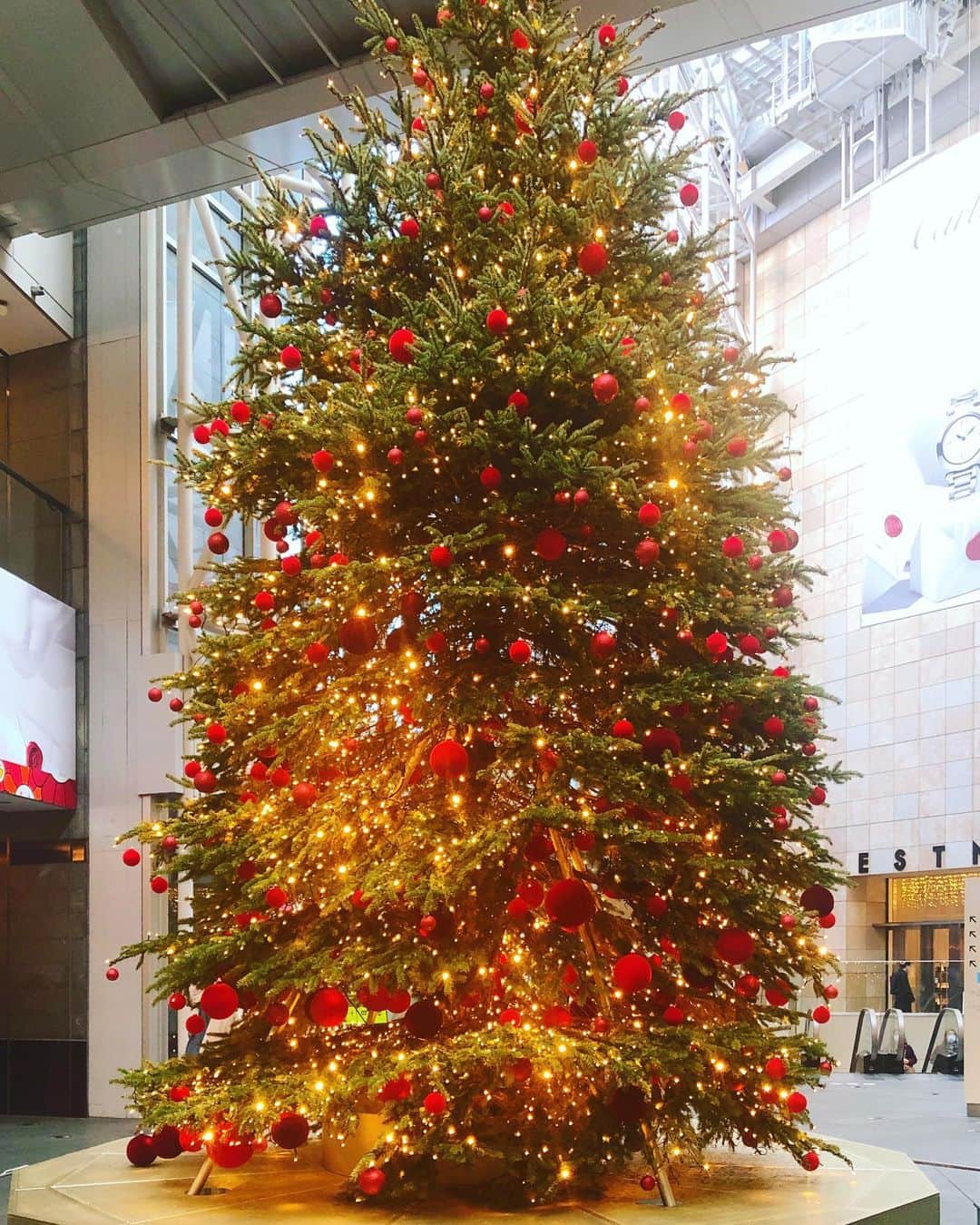 佐古真弓さんのインスタグラム写真 - (佐古真弓Instagram)「#メリークリスマス #クリスマスツリー #六本木  今年は(今年も？( ´⚰︎` ))おうちでのんびりクリスマス。 #アマローネ #ワイン #イタリアワイン」12月25日 22時50分 - _sacomayumi_