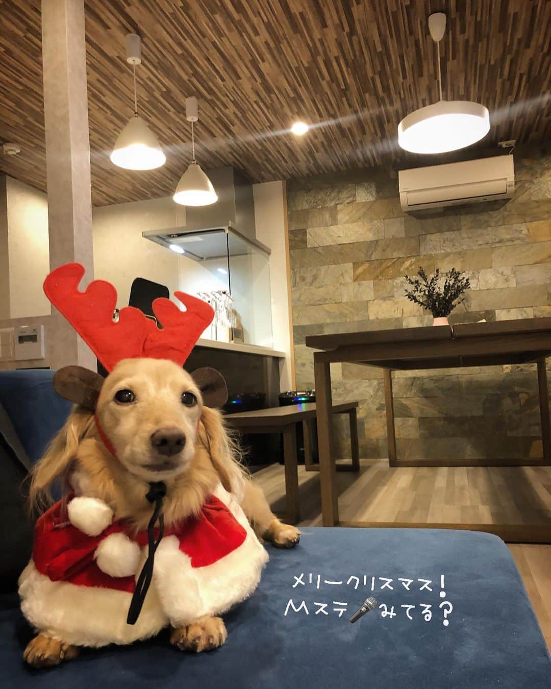 のインスタグラム：「毎年みに行くXmasツリー🎄 ｻﾝﾀさん🎅に願いを込めて…✨ どうか来年も 一緒に見に行けますょーに🐶🐾🌟 来年はもっと可愛い衣装用意しよーっと！😻 #メリークリスマス2020 #Xmastree 🎄 #KOBE#居留地 #オリエンタルホテル旧居留地  #トナカイ可愛いぞ ❤️  #Mダックス#ダックス#ミニチュアダックス #親父犬#シニア犬#ミニチュアダックスフンド #ミニチュアダックスクリーム#短足部 #短足犬#カニンヘンダックス #ダックス14歳#カニンヘンダックスフンド#犬は家族#犬のいる生活#インスタでわんこみるのが日課 ♡♡」