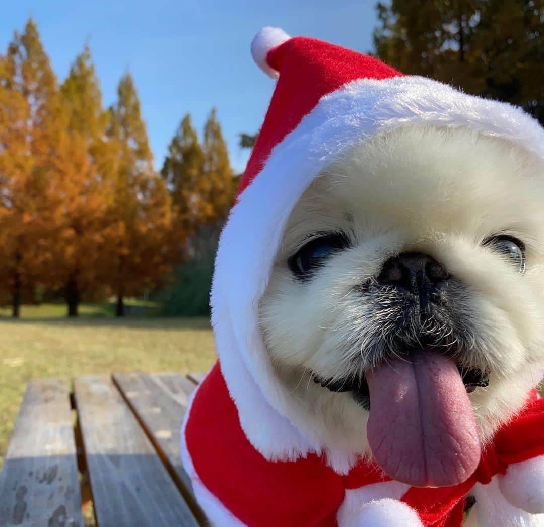 こなつのインスタグラム：「🎅🎄Merry  Christmas🎅🎄  2.3枚目 ブラジル🌏の人聞こえますか？ってなってた😂」