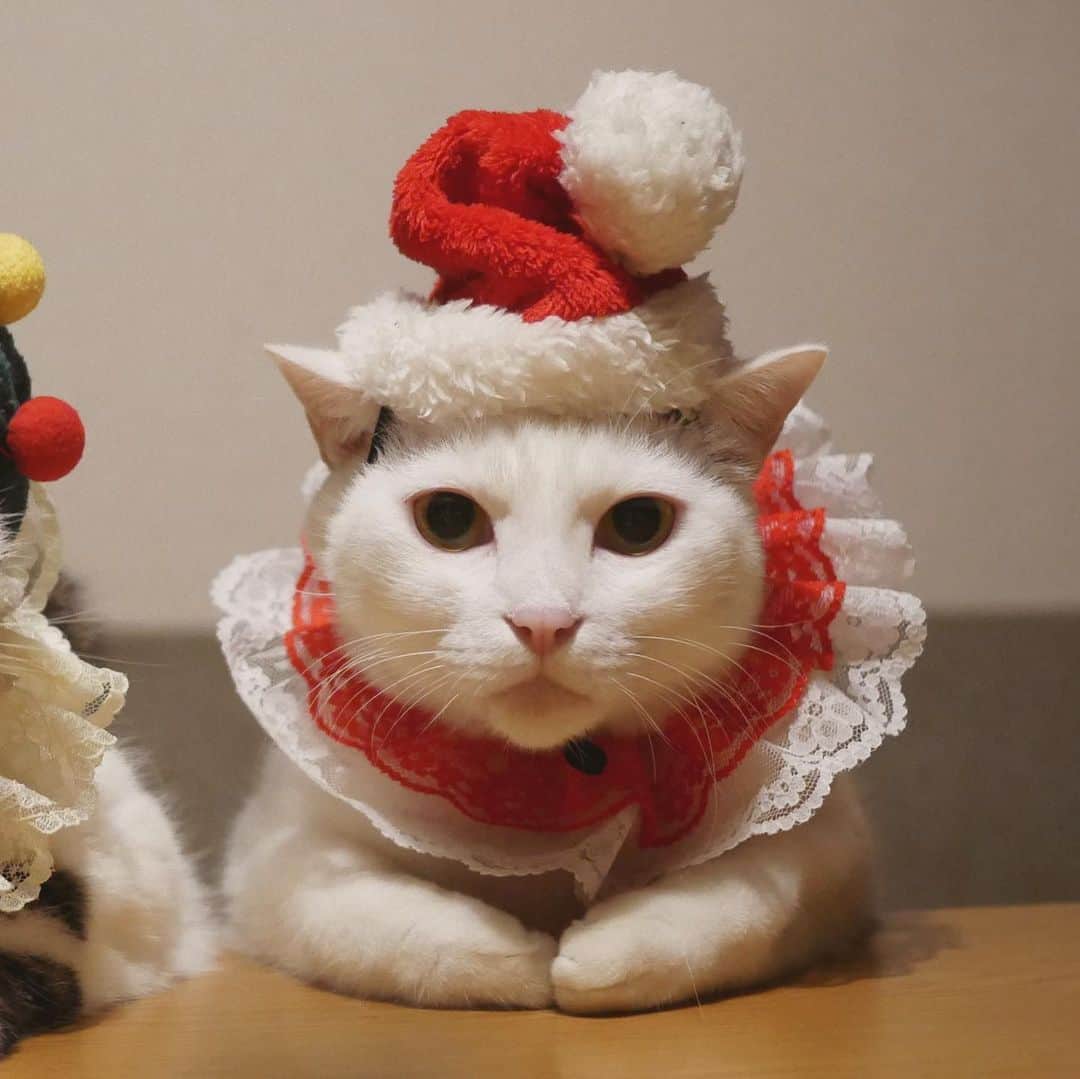 八、おこめさんのインスタグラム写真 - (八、おこめInstagram)「一方おこちゃんは…🎅 お帽子のぐんにゃり具合と真顔がツボw だいたいが正統派の可愛い〜♡やけど、時々ジワるのあるw #MerryChristmas #クリスマスコス #クリスマス #八おこめ #ねこ部 #cat #ねこ #猫 #ネコ #八おこめズラ #おめかしくびわ」12月25日 23時10分 - naomiuno